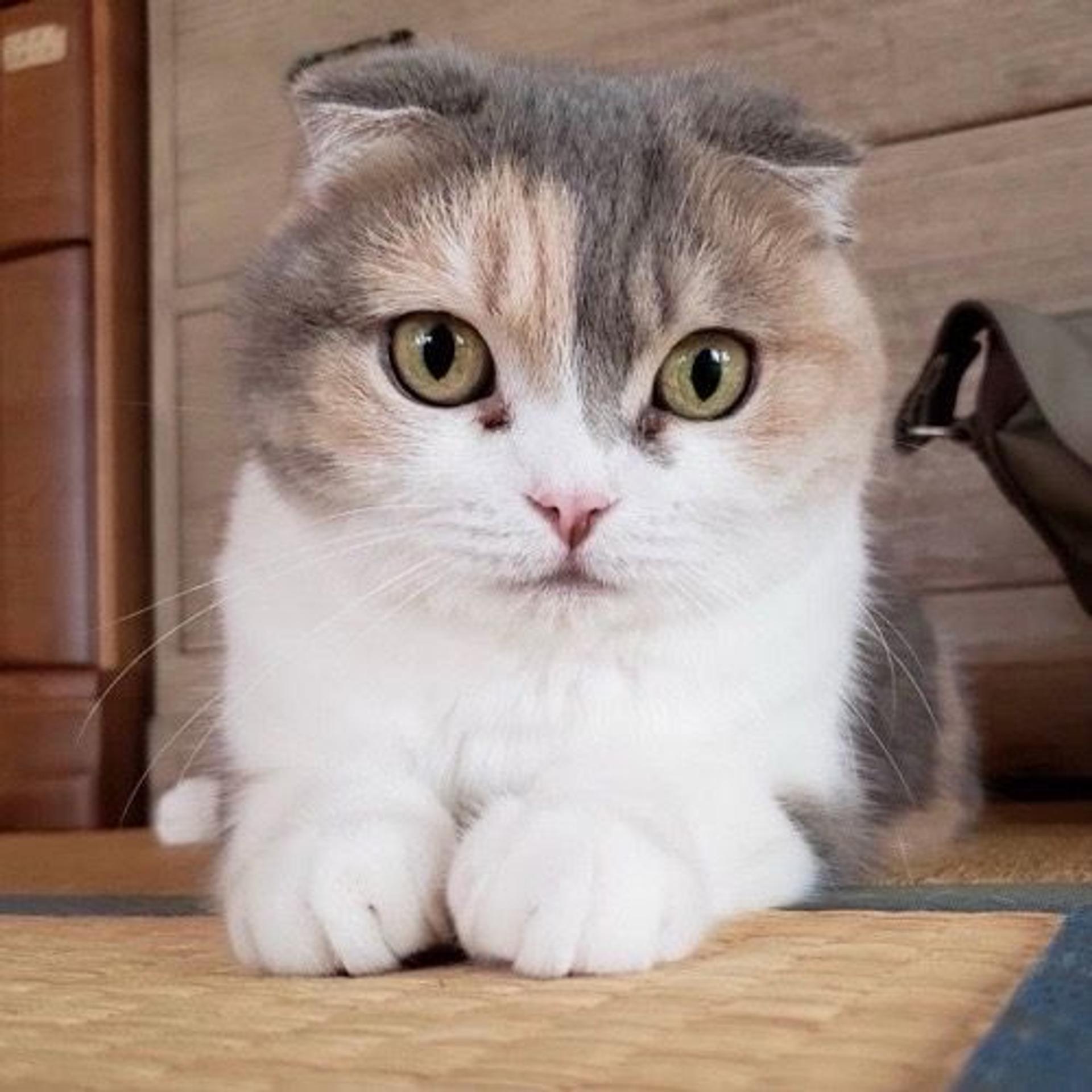 pet-image-2