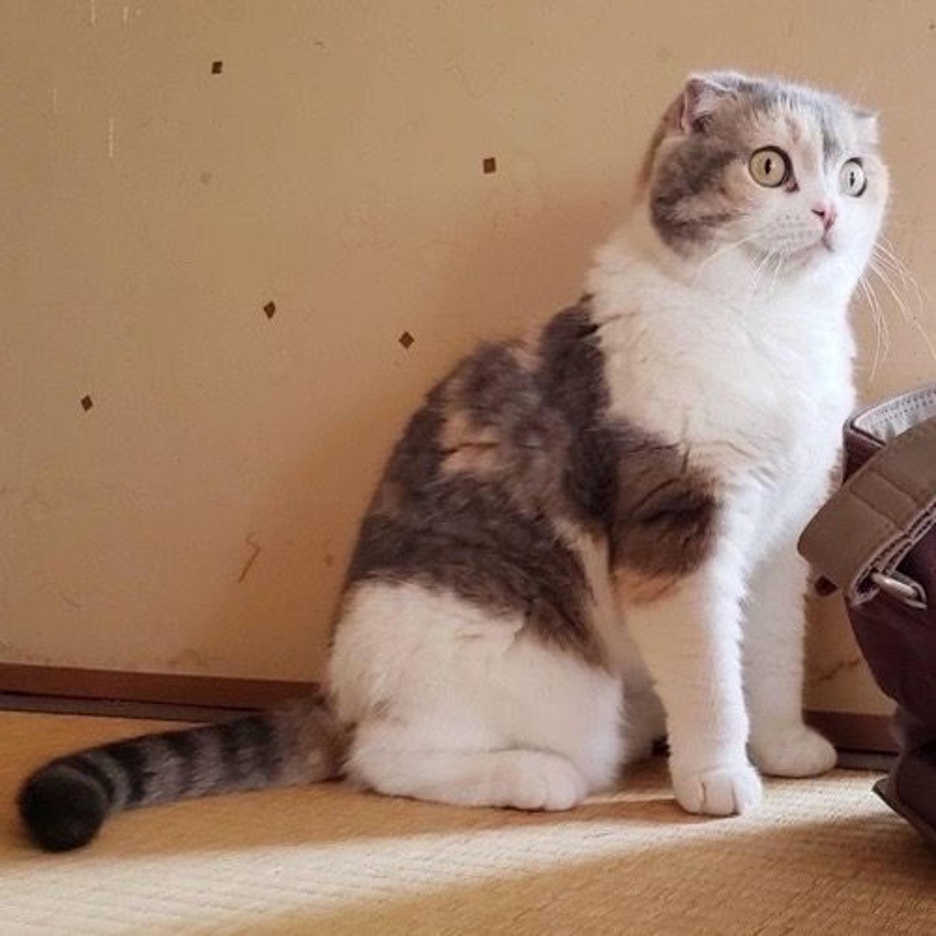 pet-image-5