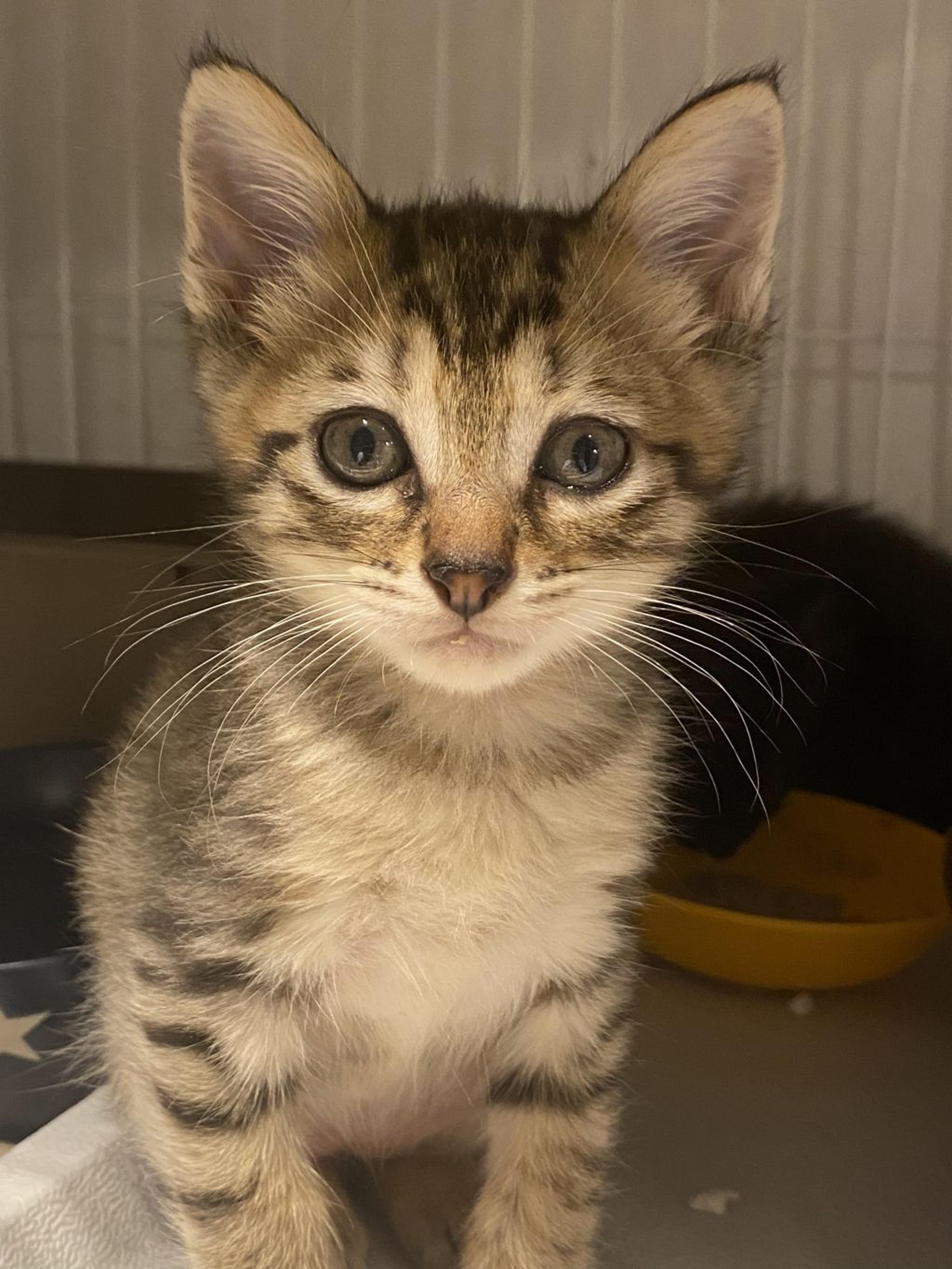 pet-image-2