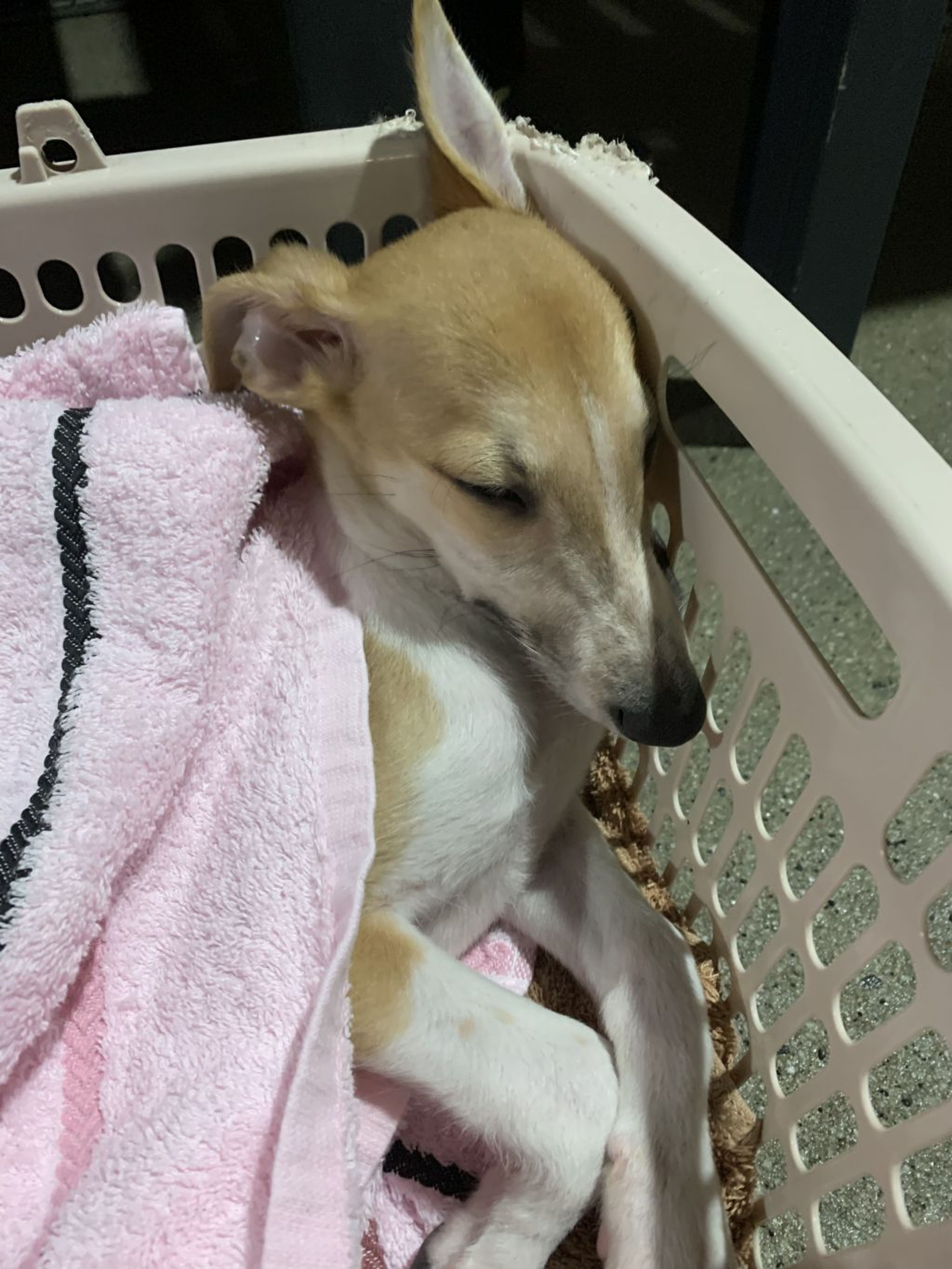 pet-image-3