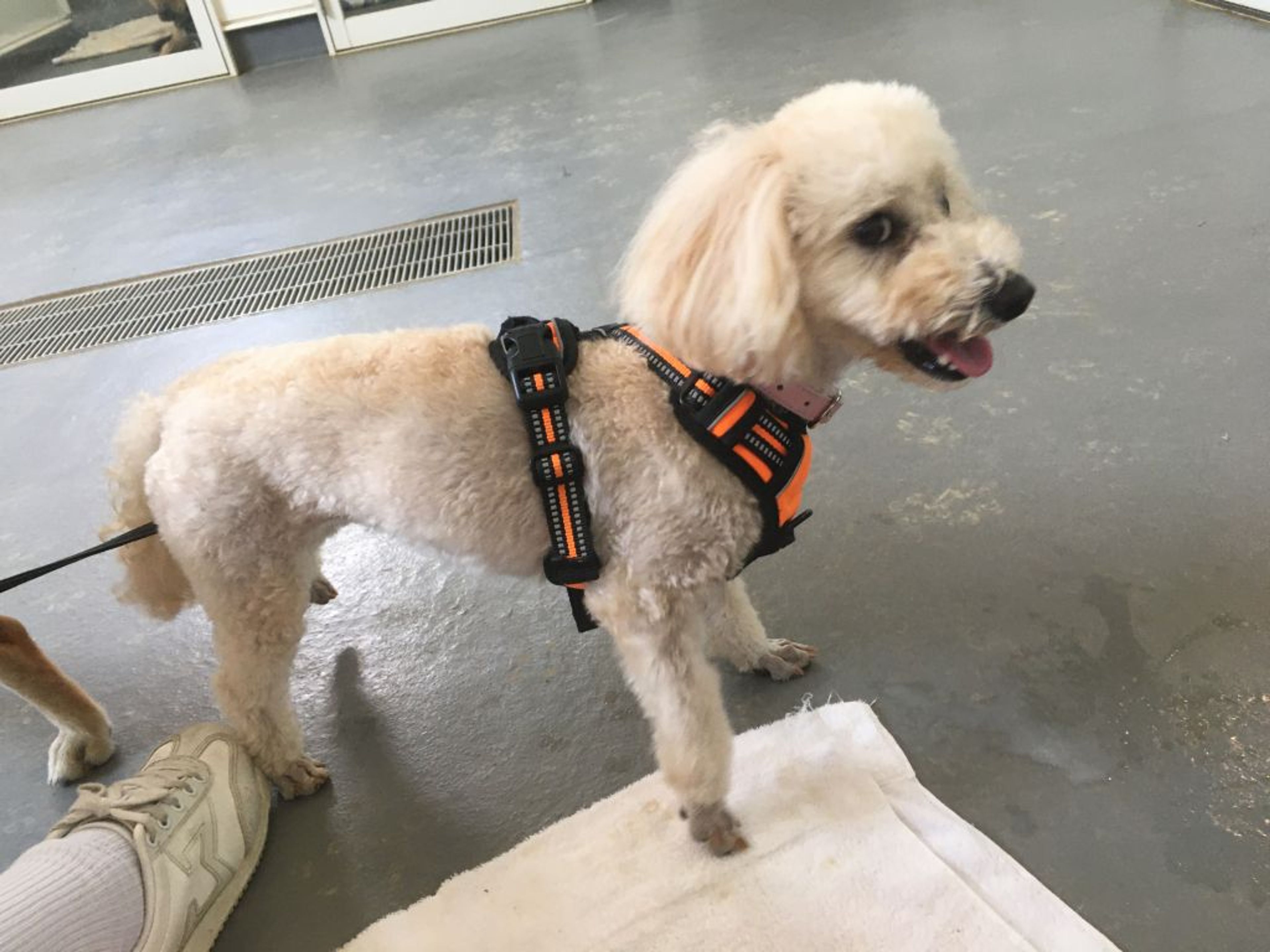 pet-image-4