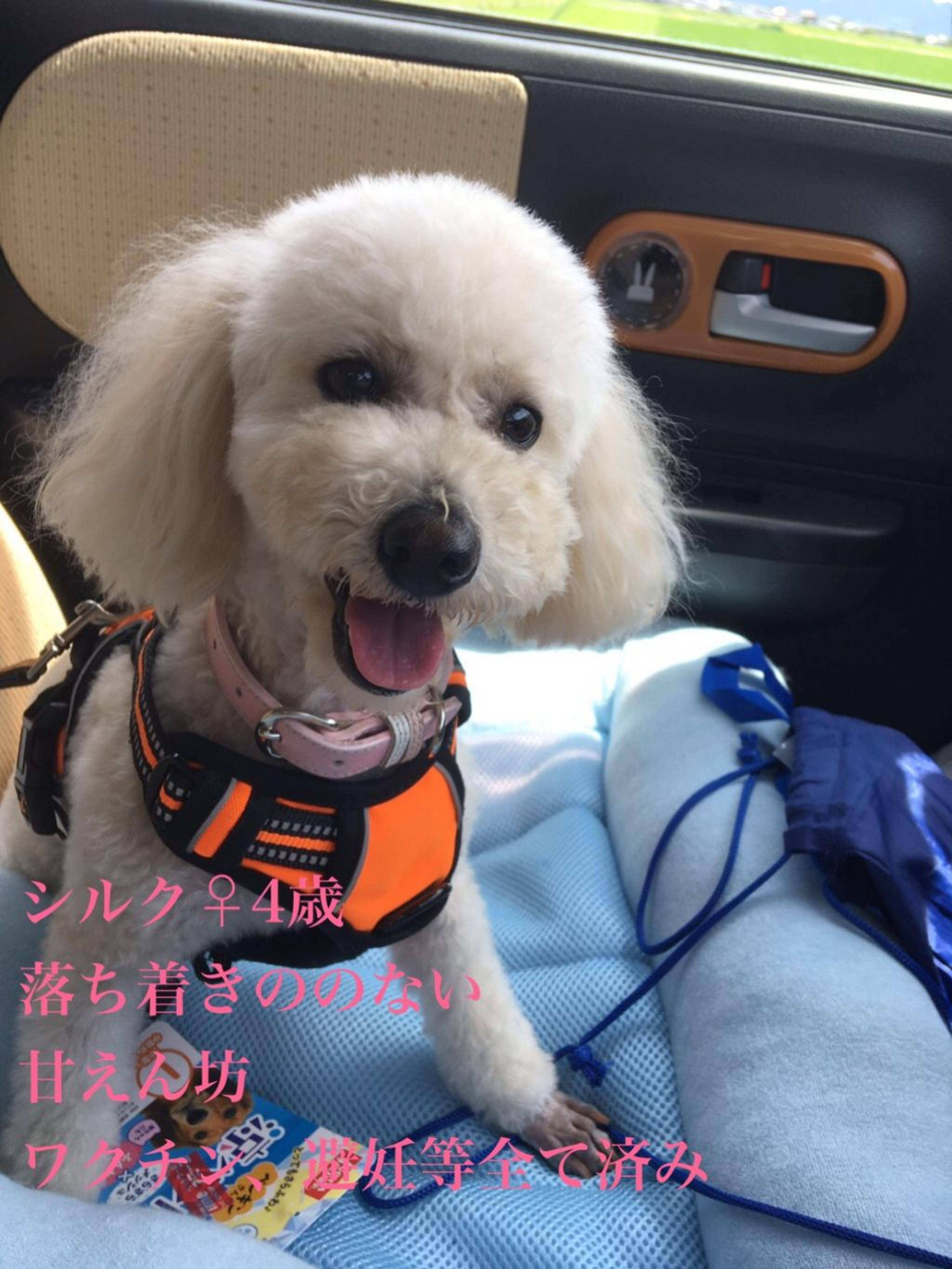 pet-image-5