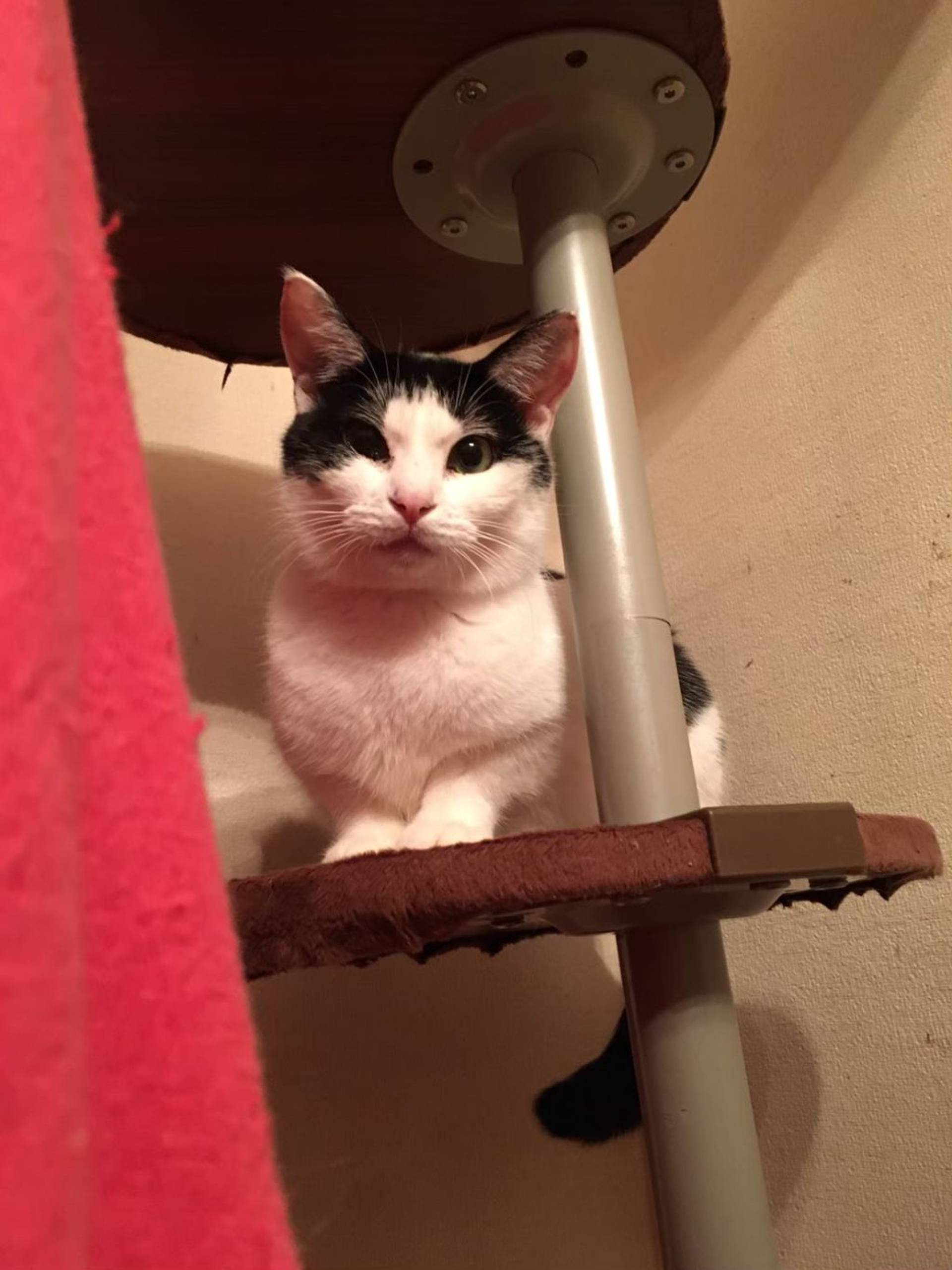 雑種（ミックス猫）・オスの里親募集の写真
