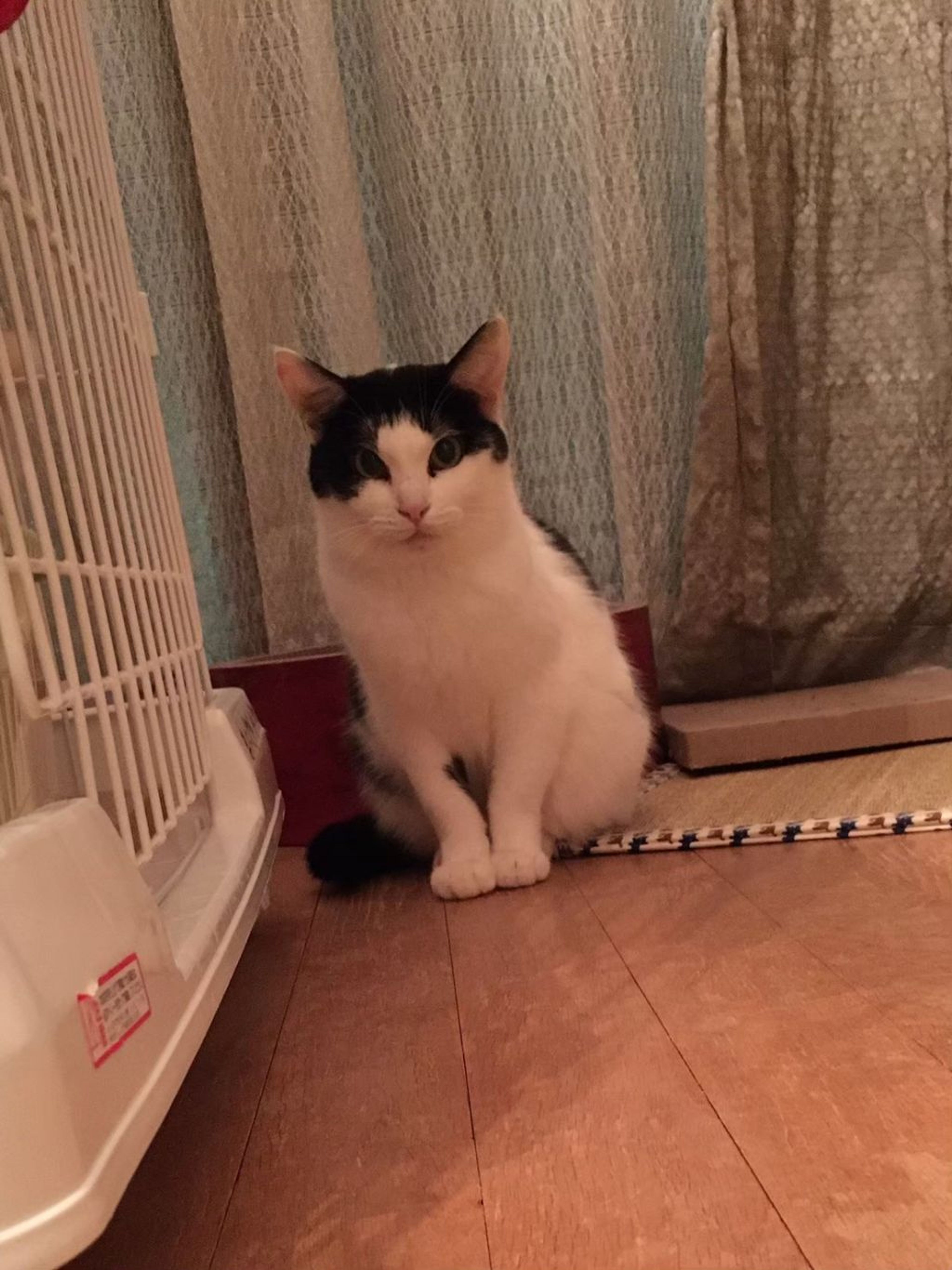 pet-image-2