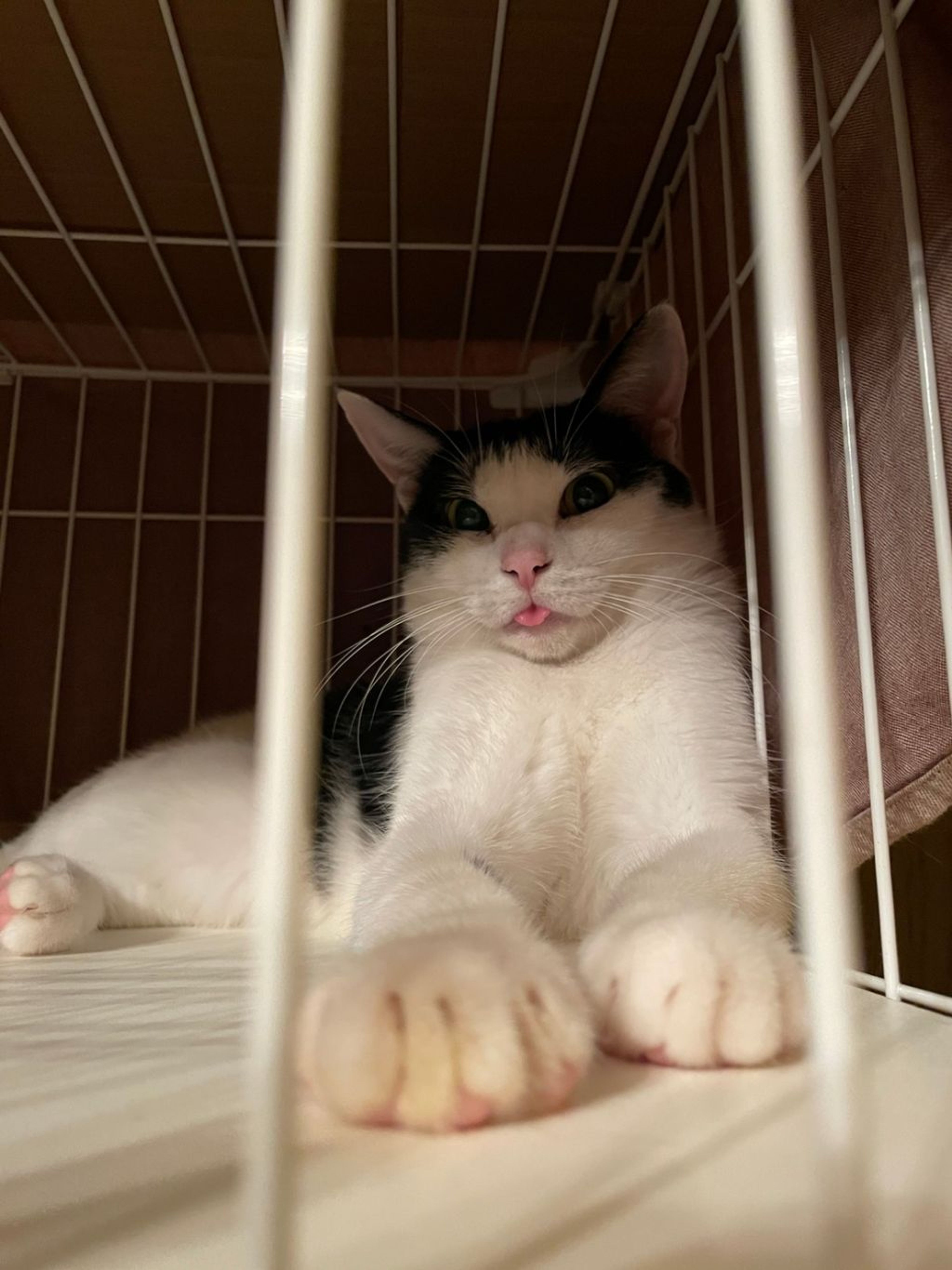 pet-image-4