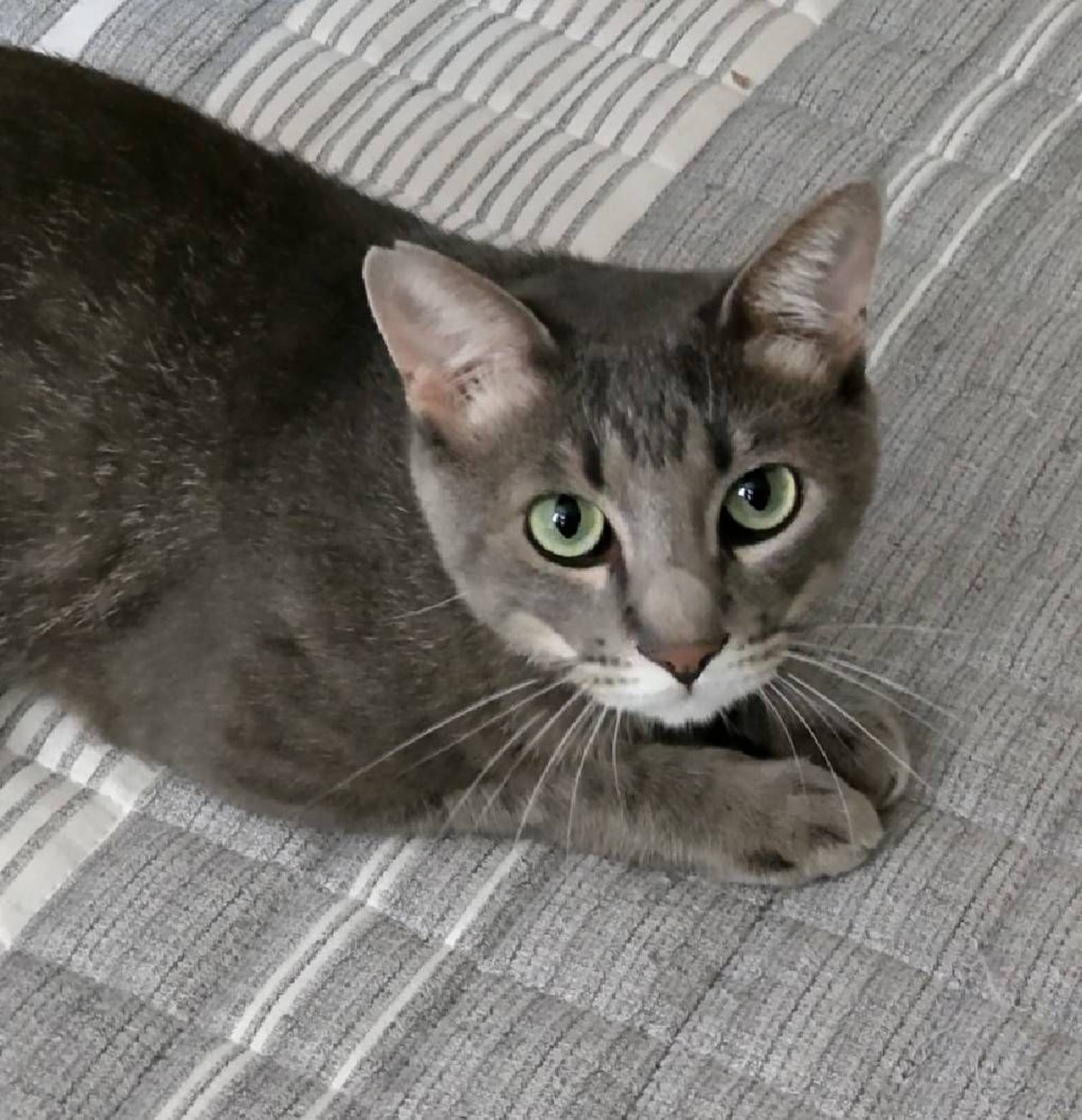 雑種（ミックス猫）・オスの里親募集の写真