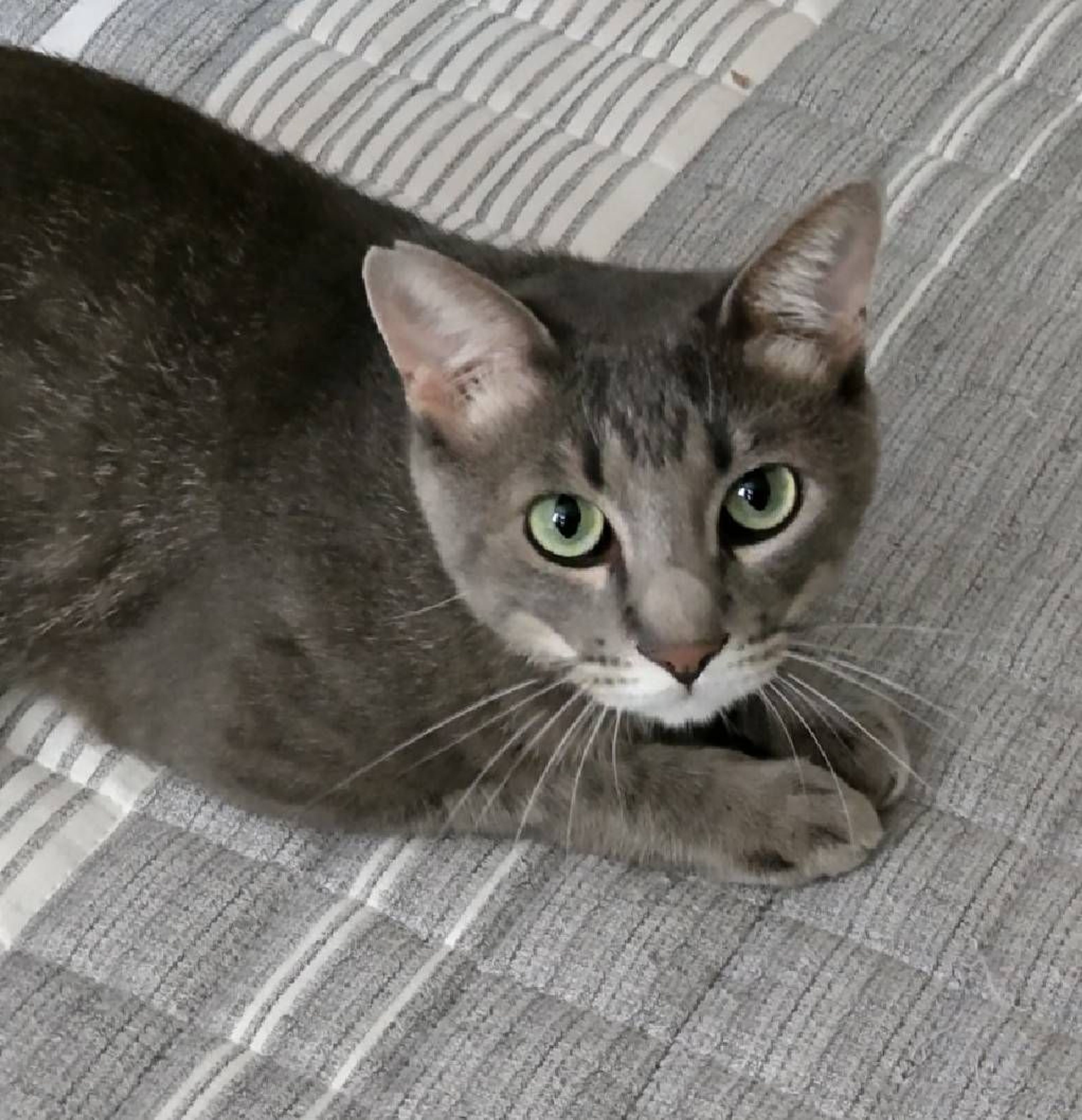 雑種（ミックス猫）・オスの里親募集の写真