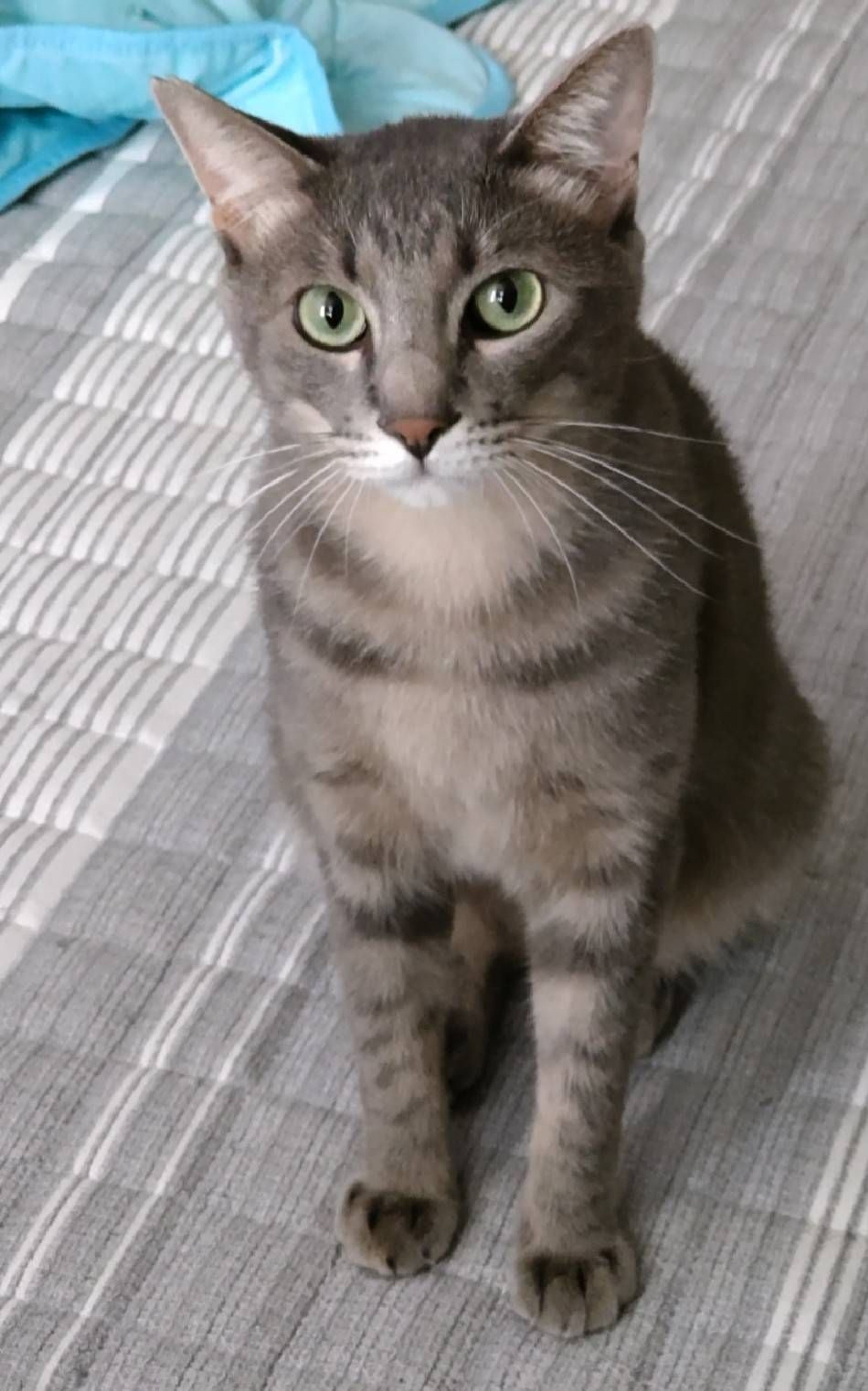 pet-image-2