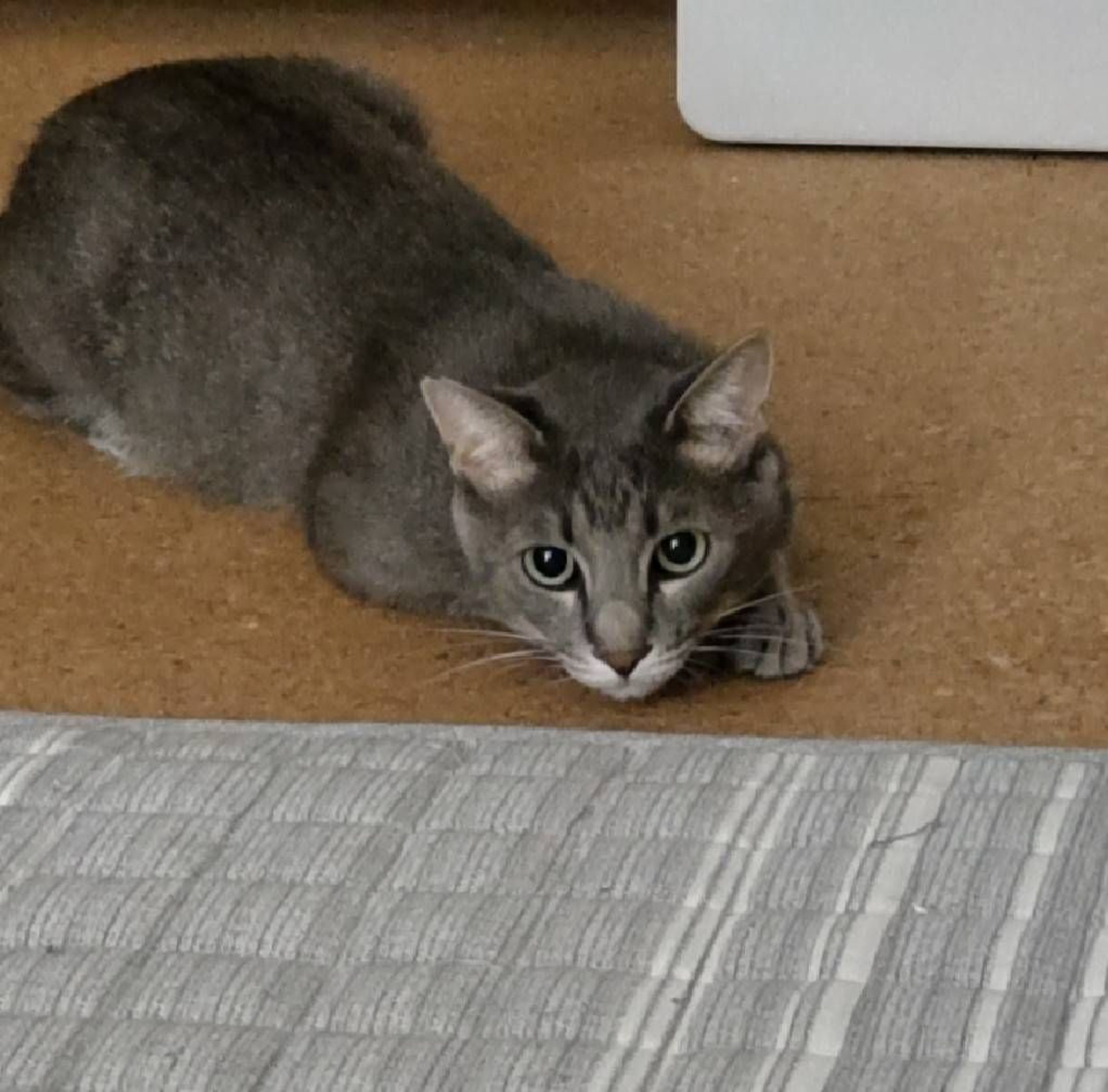 pet-image-3
