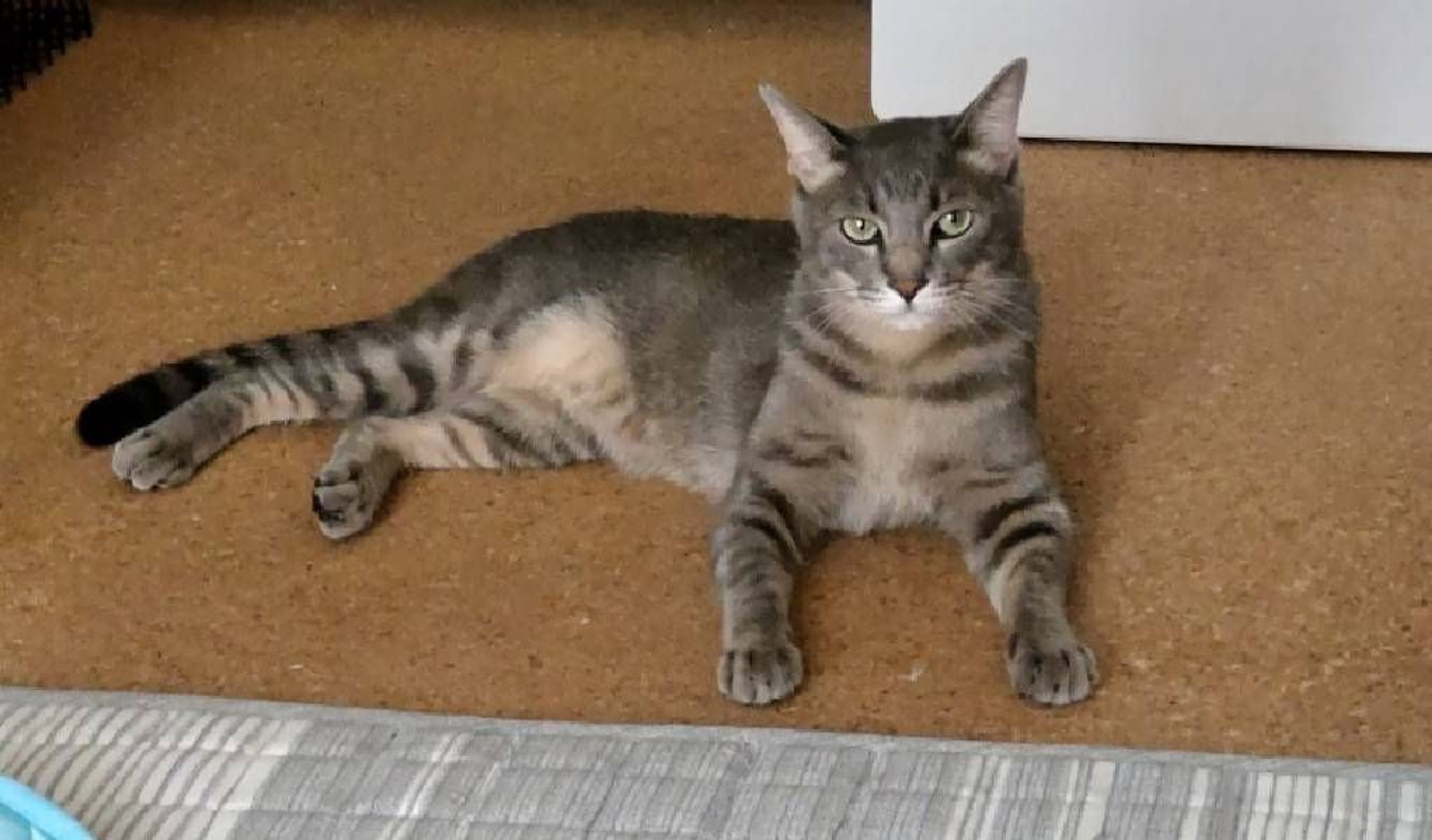pet-image-4