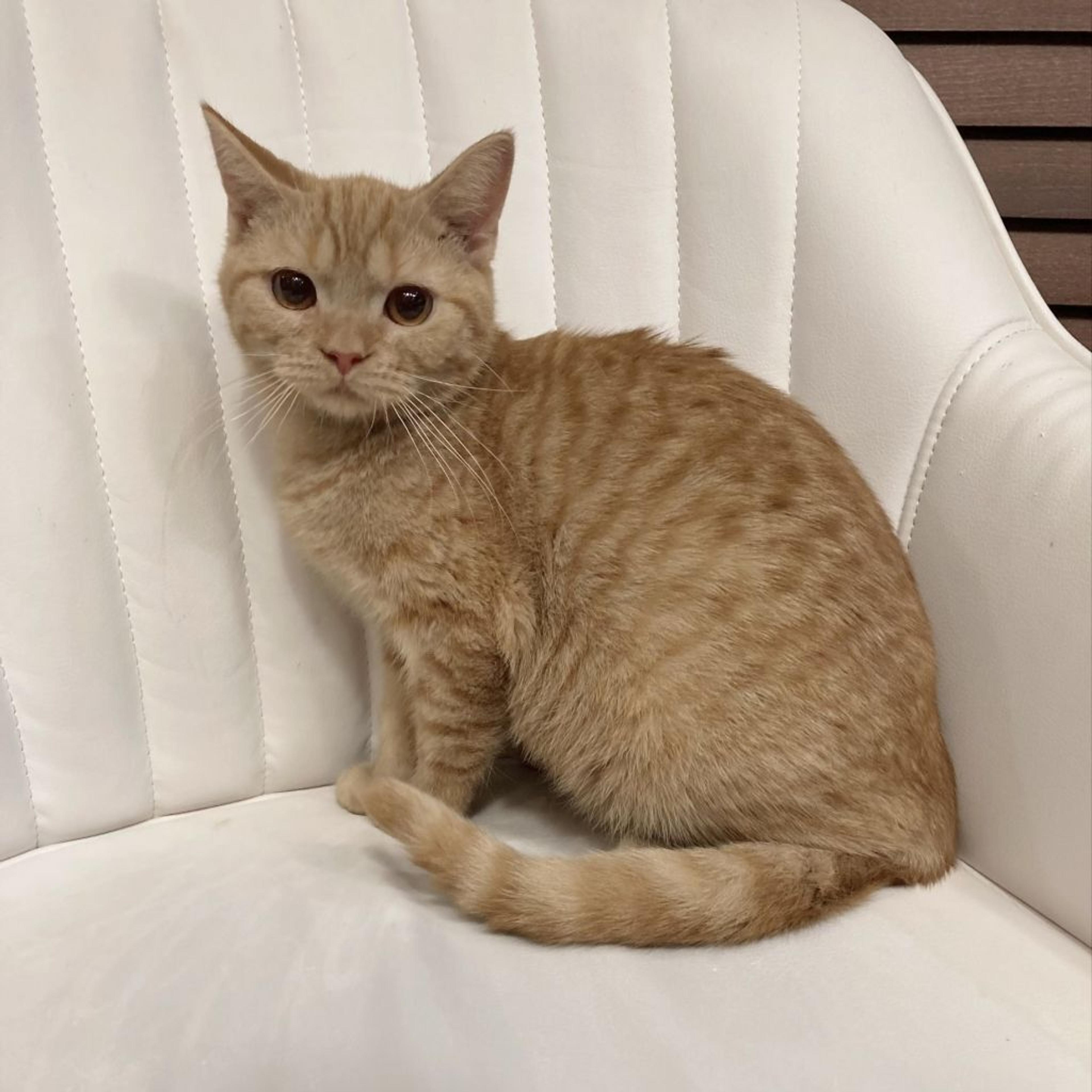 pet-image-3