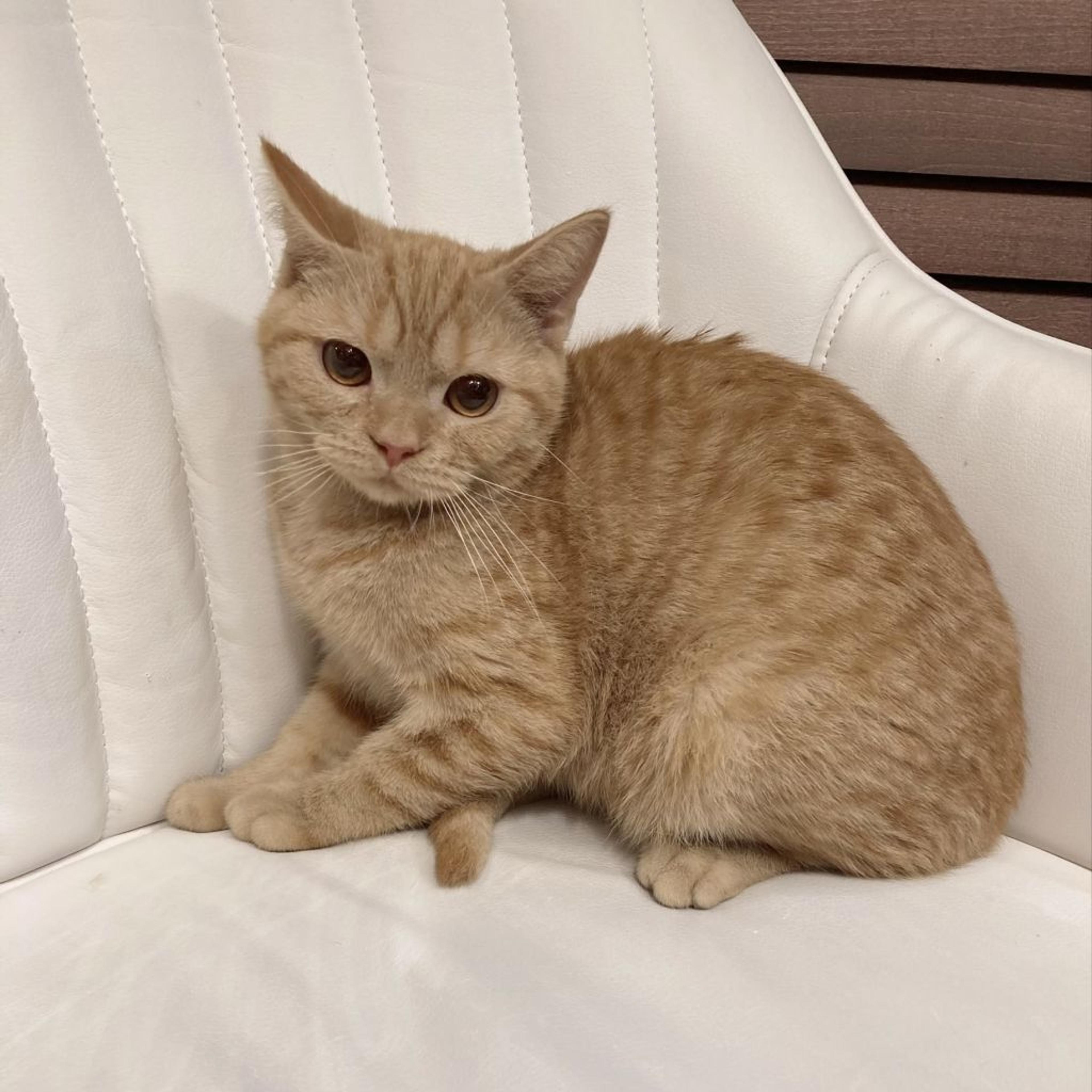 pet-image-4