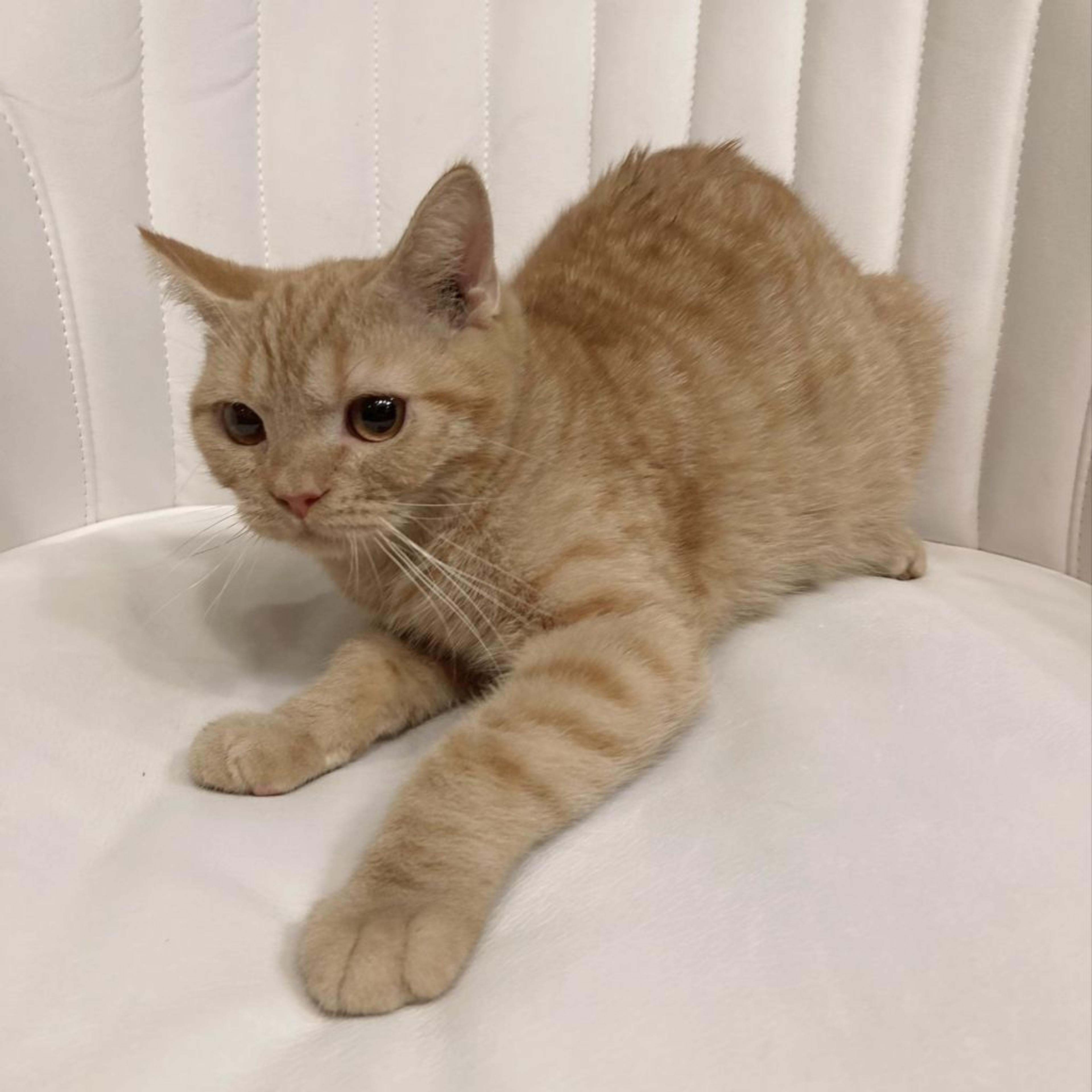 pet-image-5