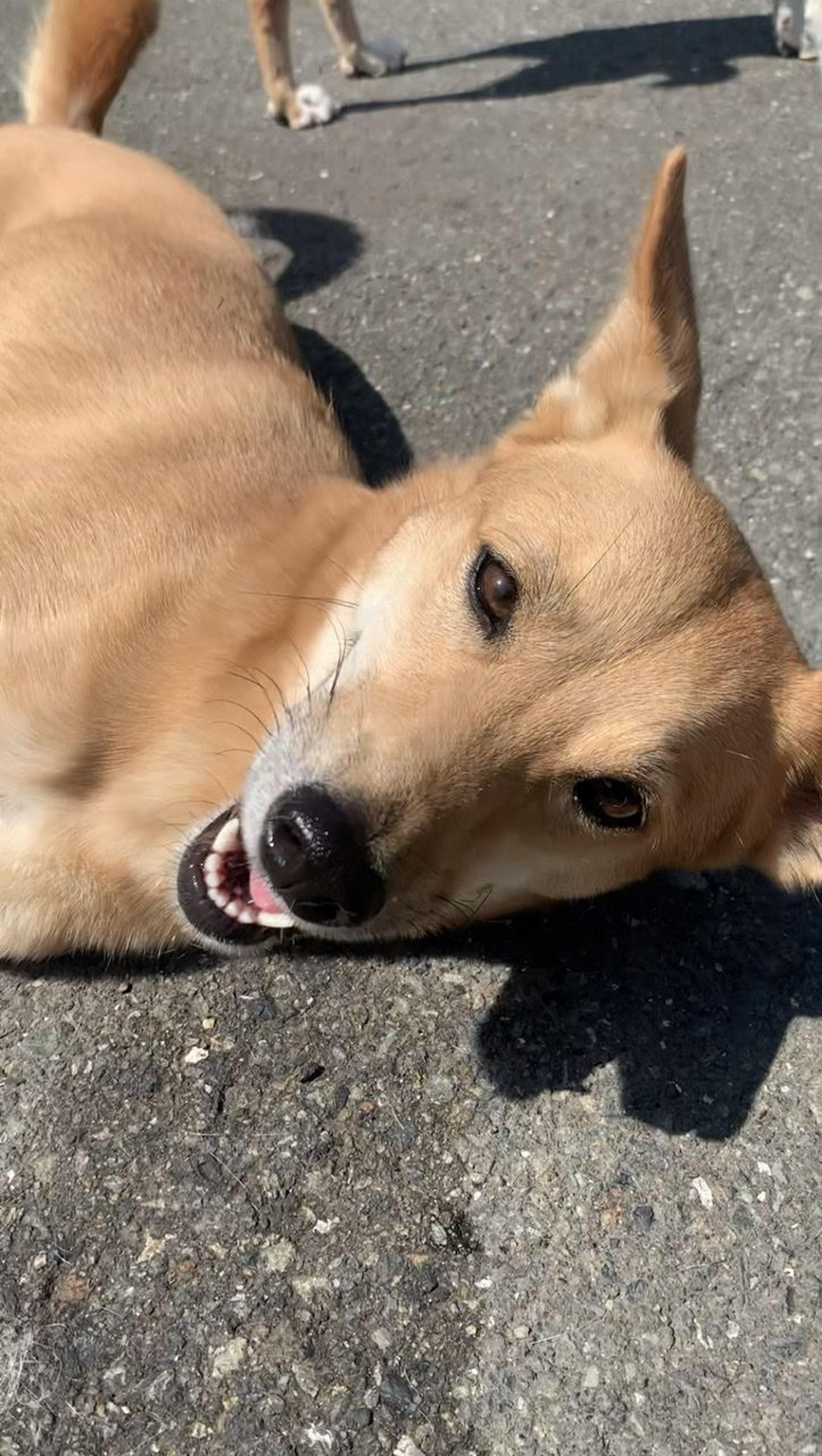 pet-image-4
