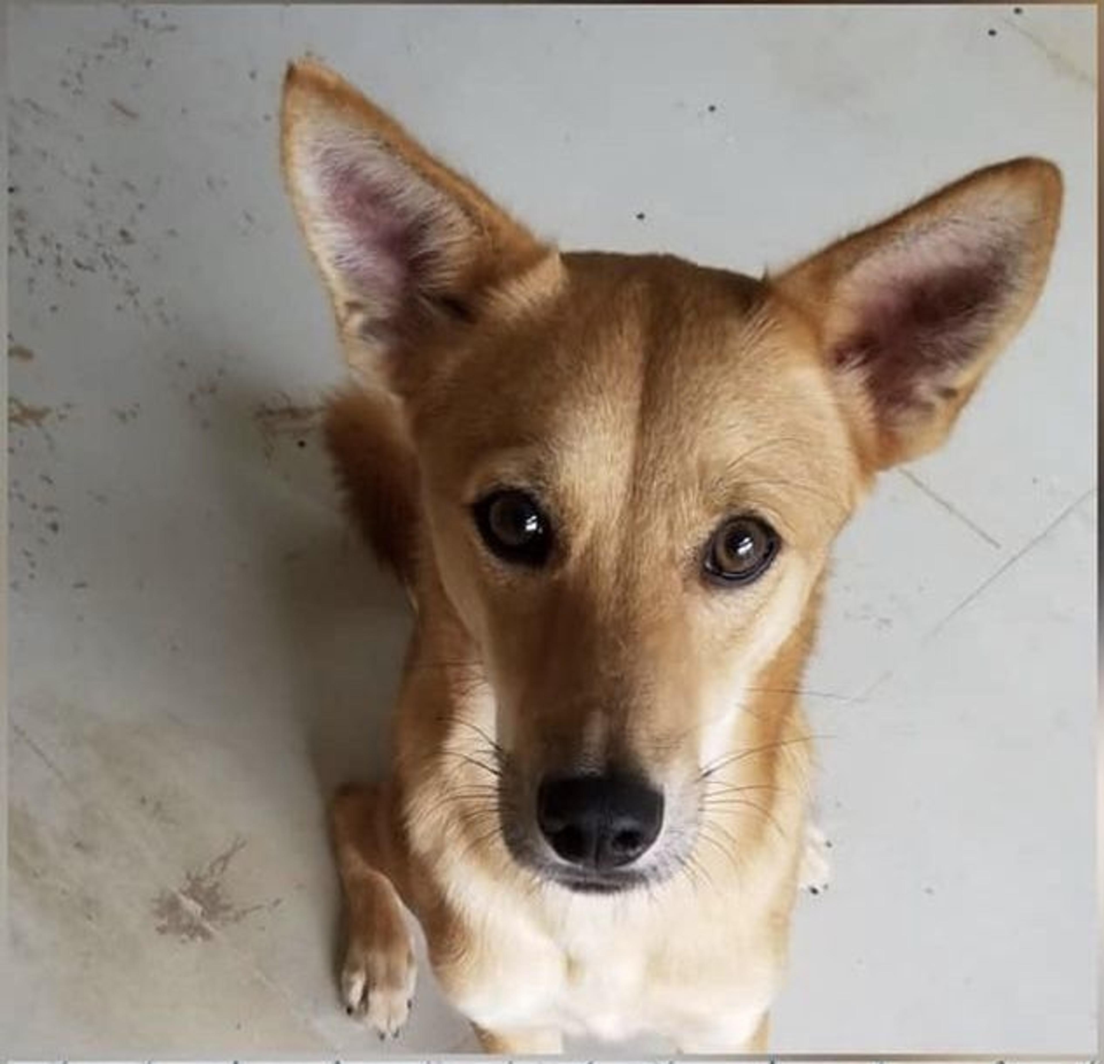 pet-image-5