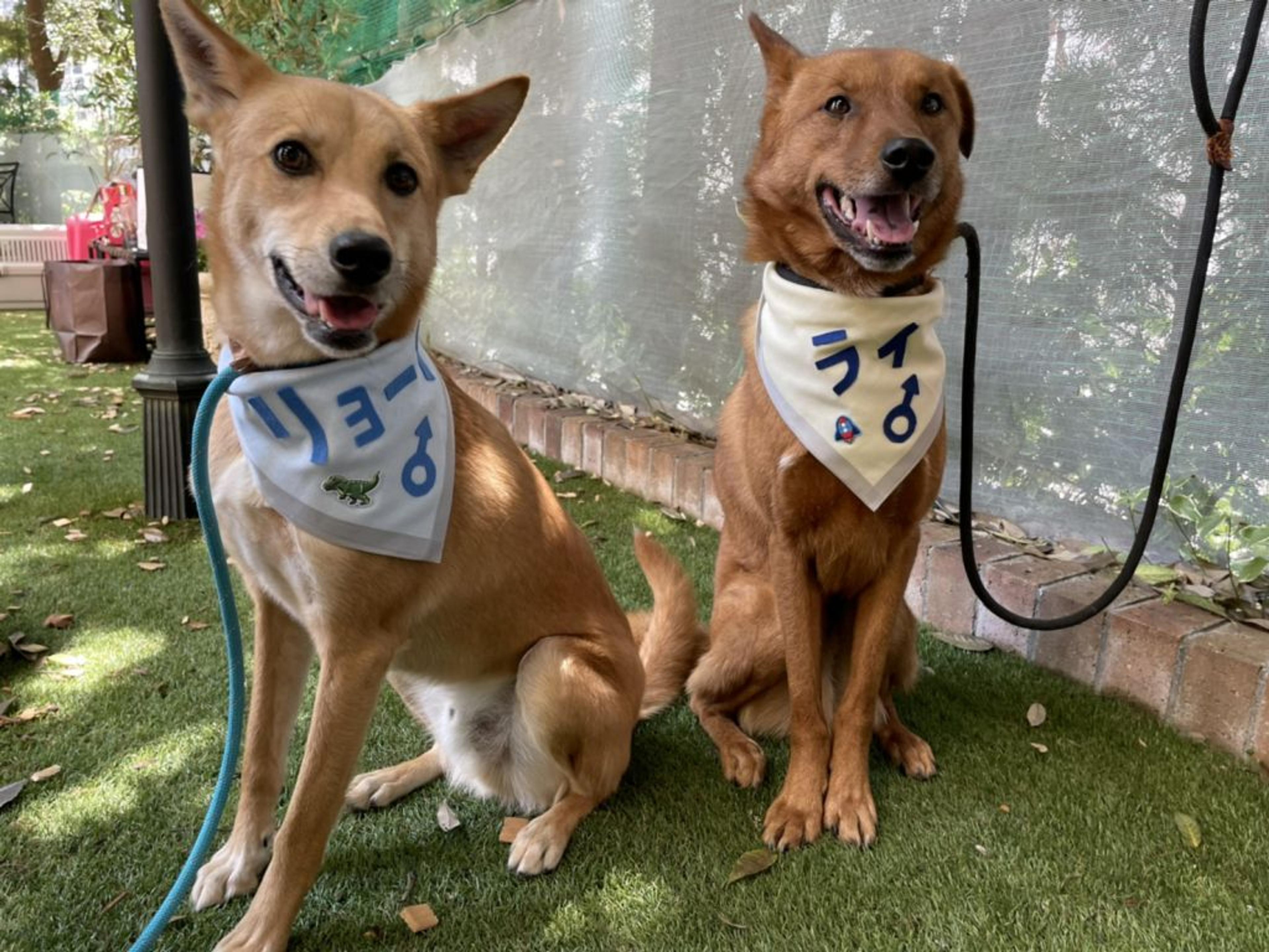 pet-image-6