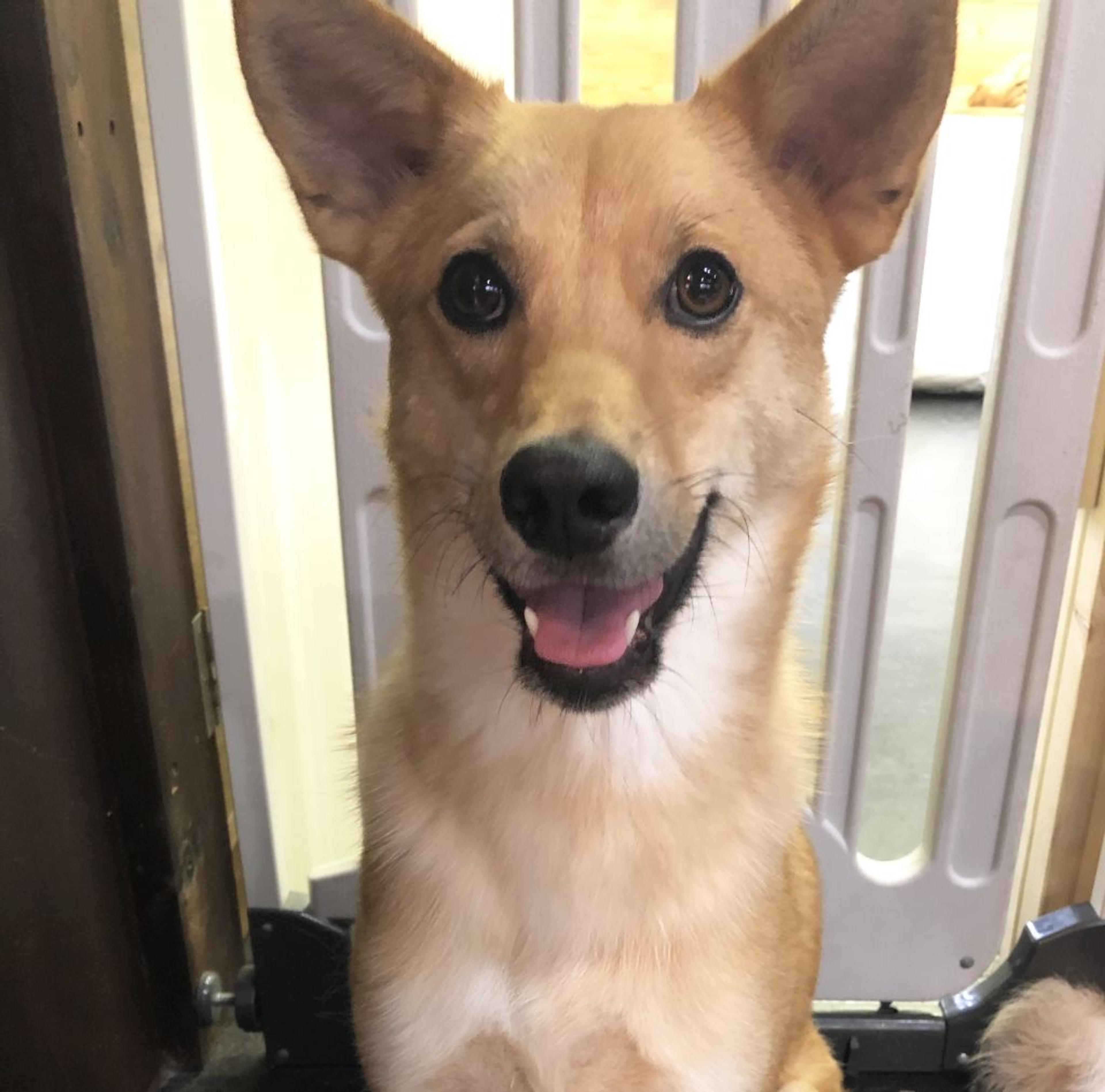 pet-image-2