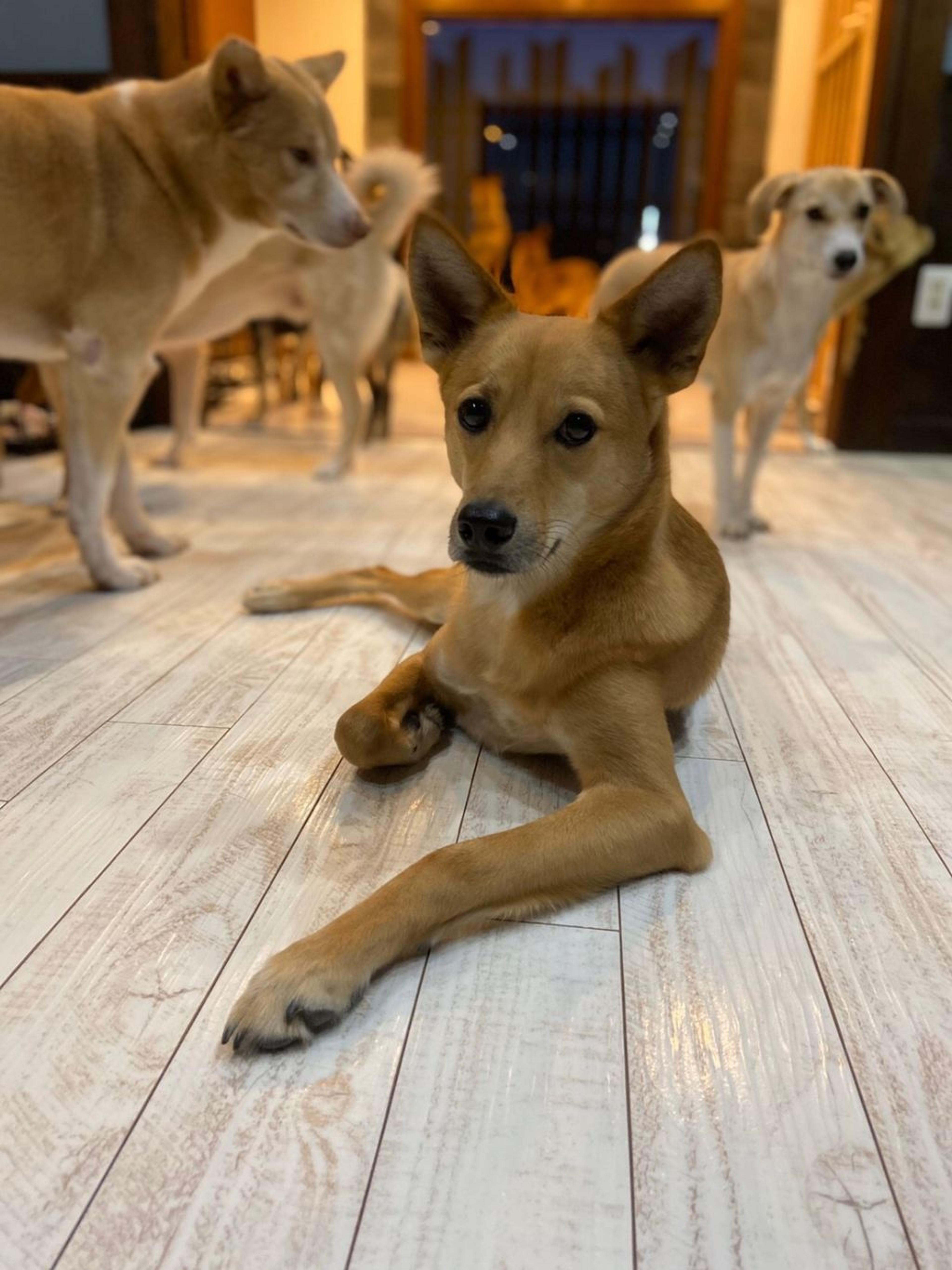 pet-image-3