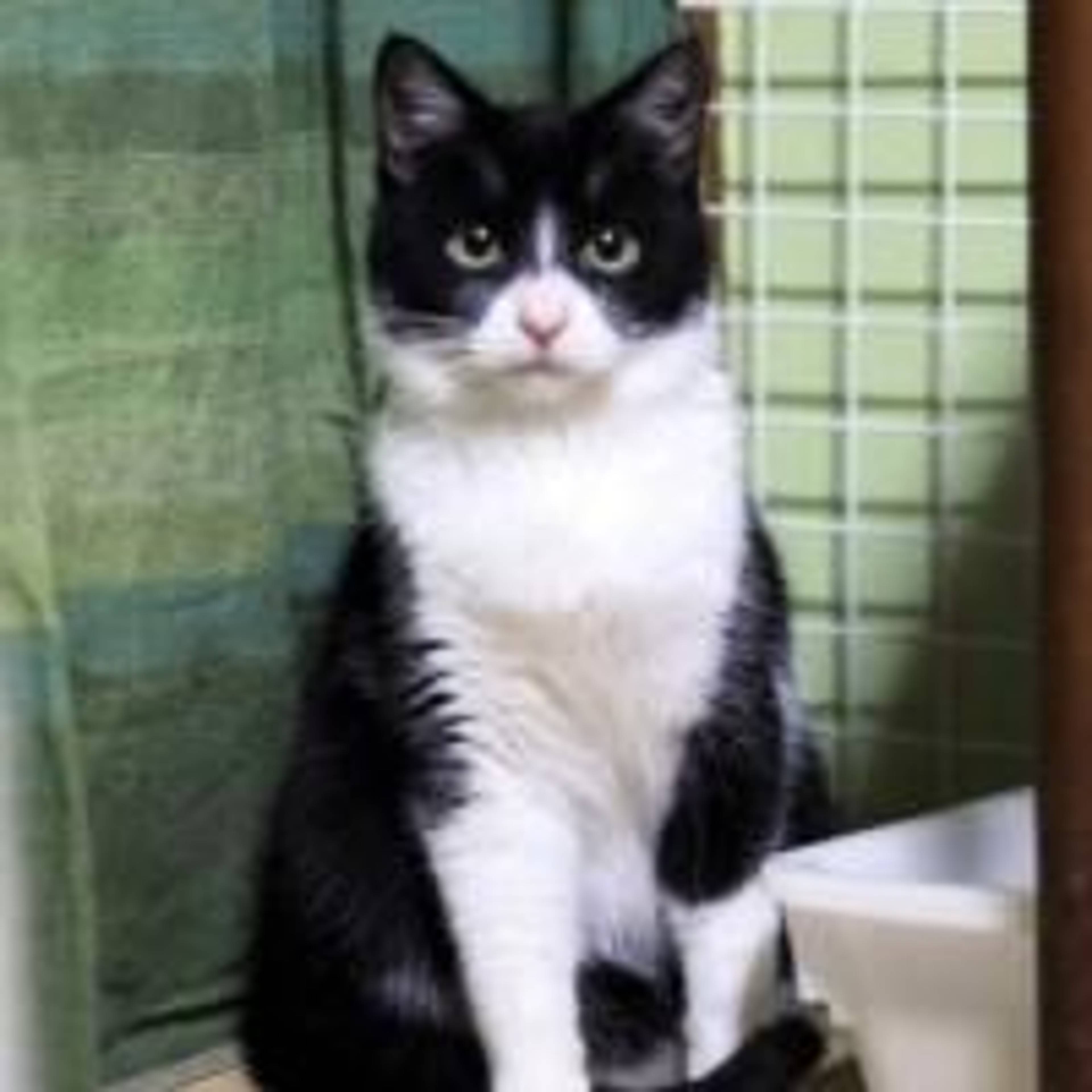 雑種（ミックス猫）・オスの里親募集の写真