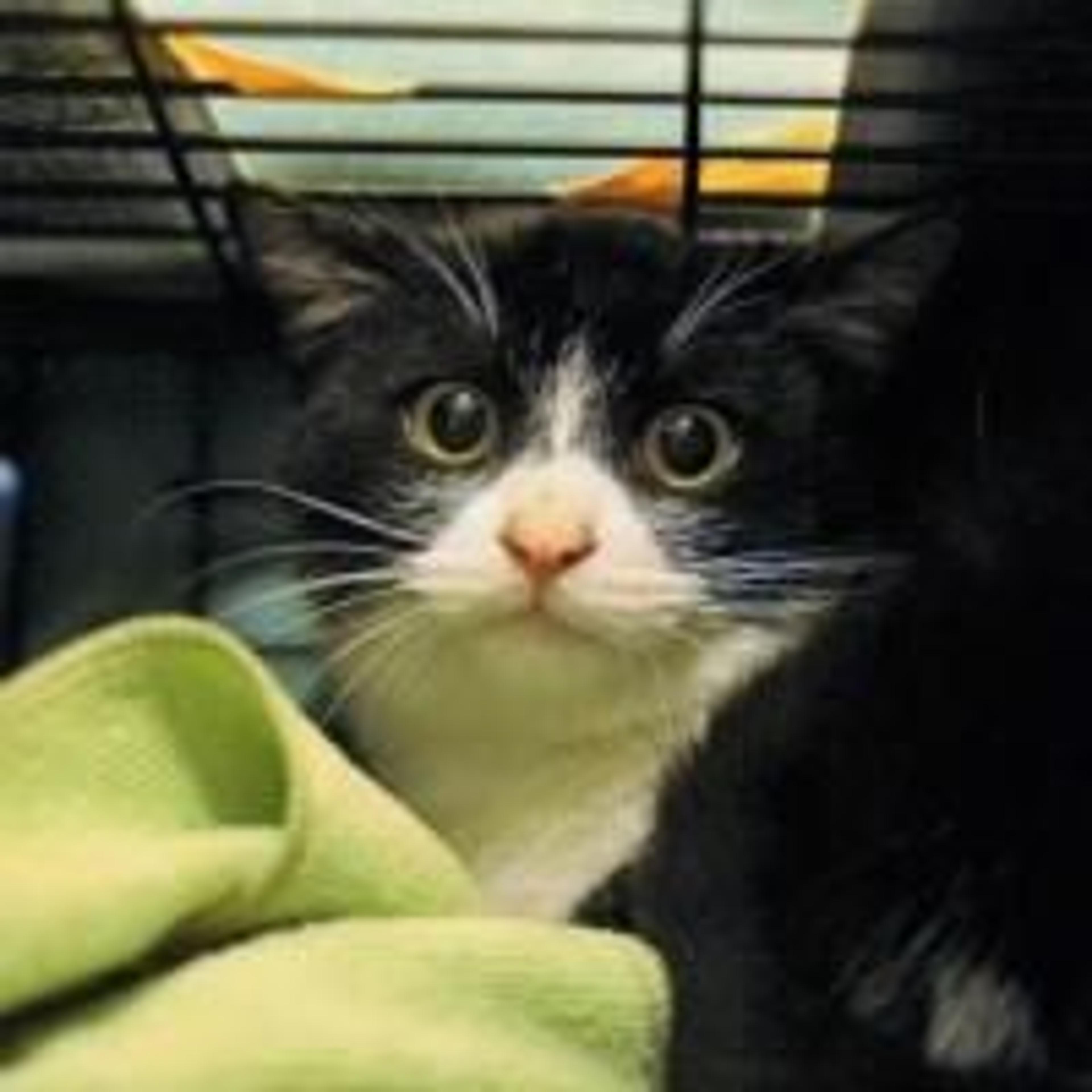 pet-image-2