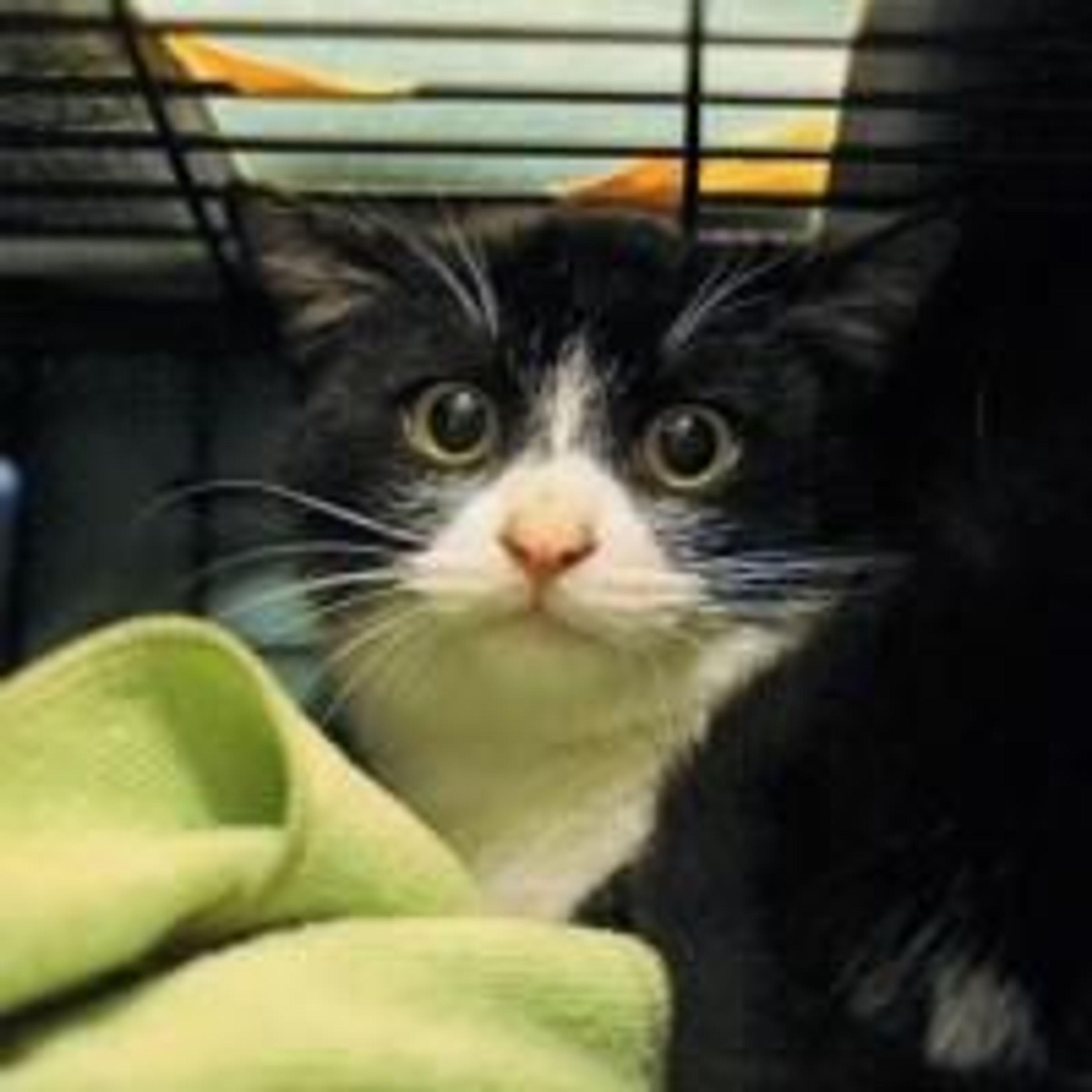 pet-image-2