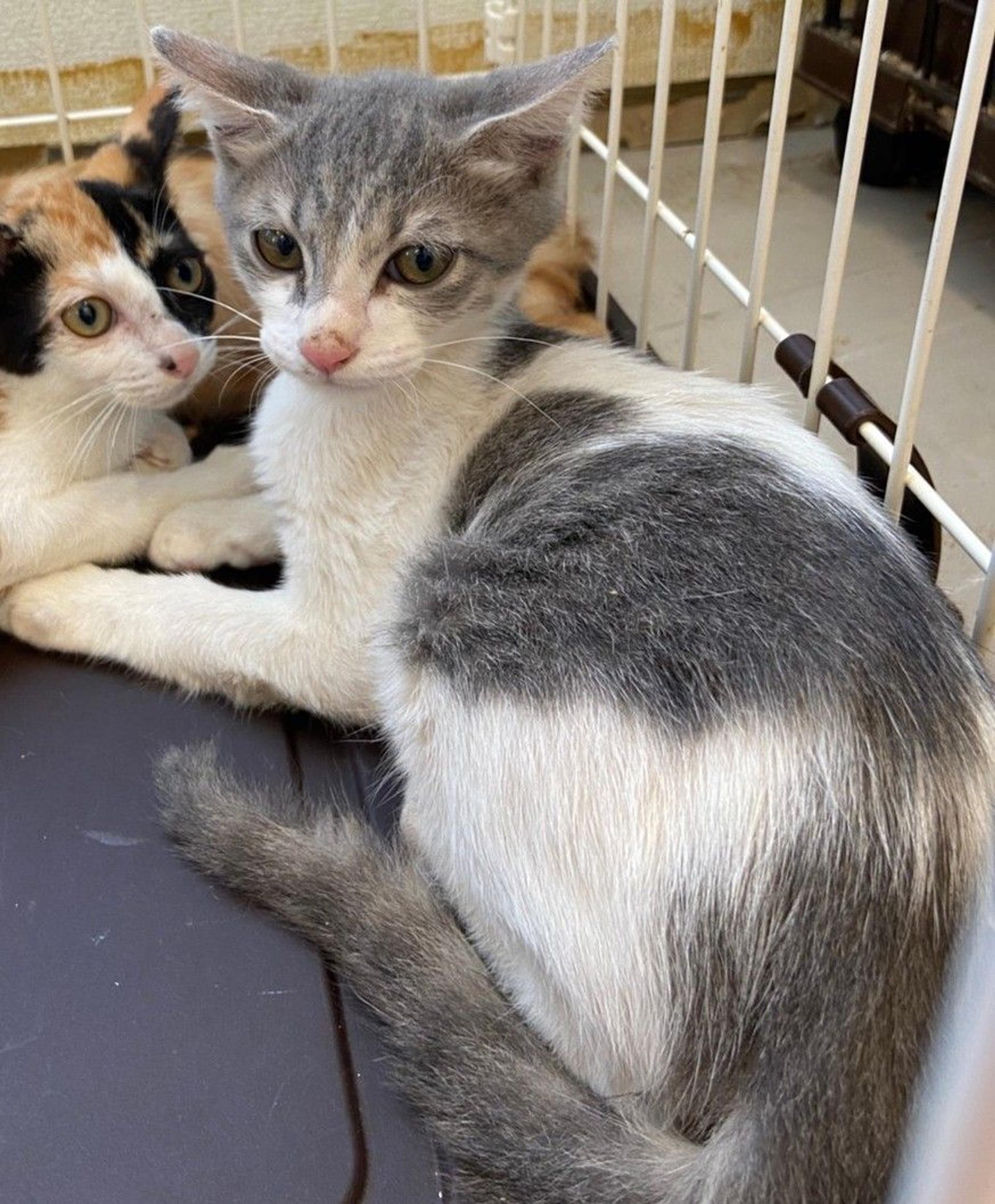 pet-image-2