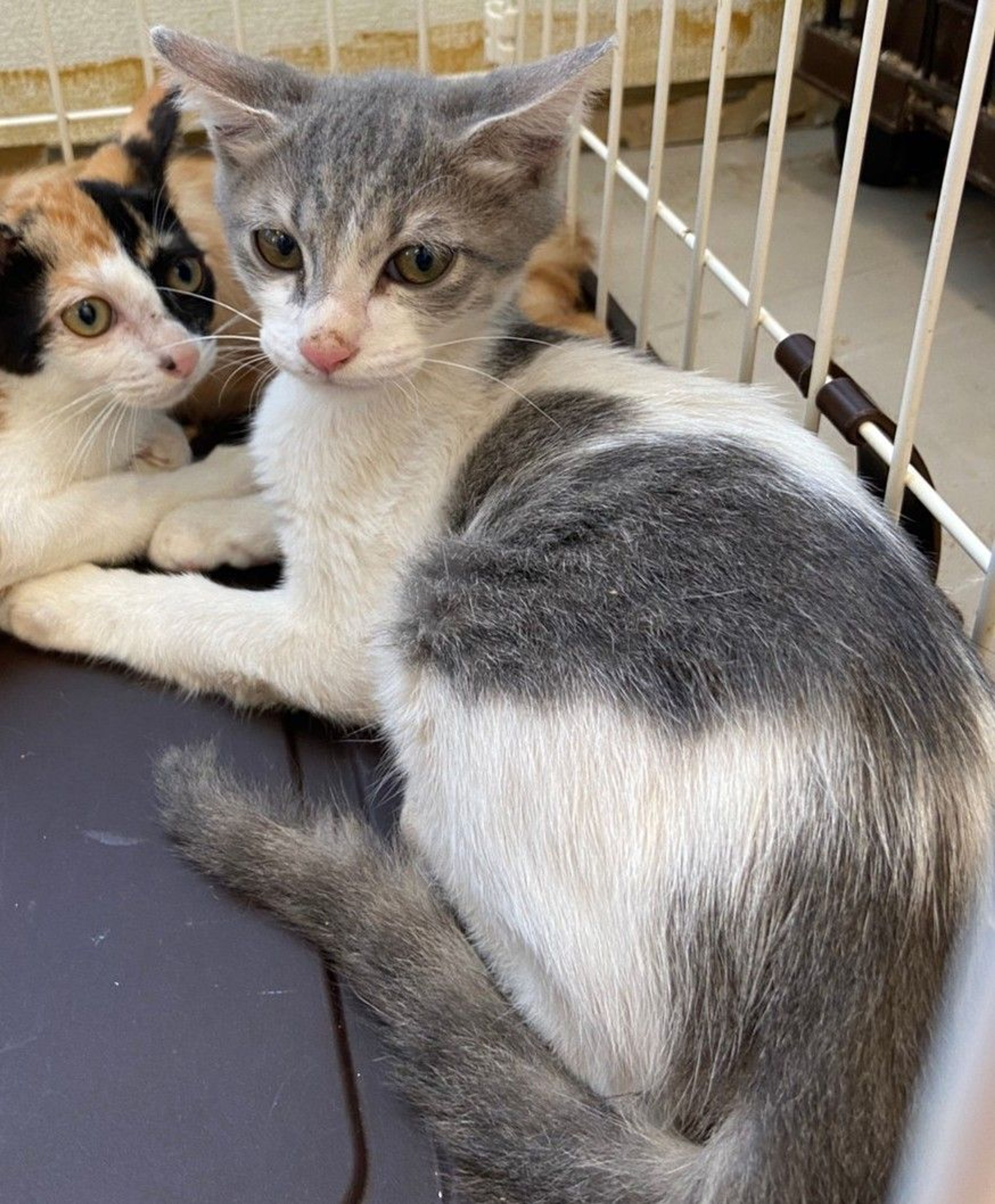pet-image-2