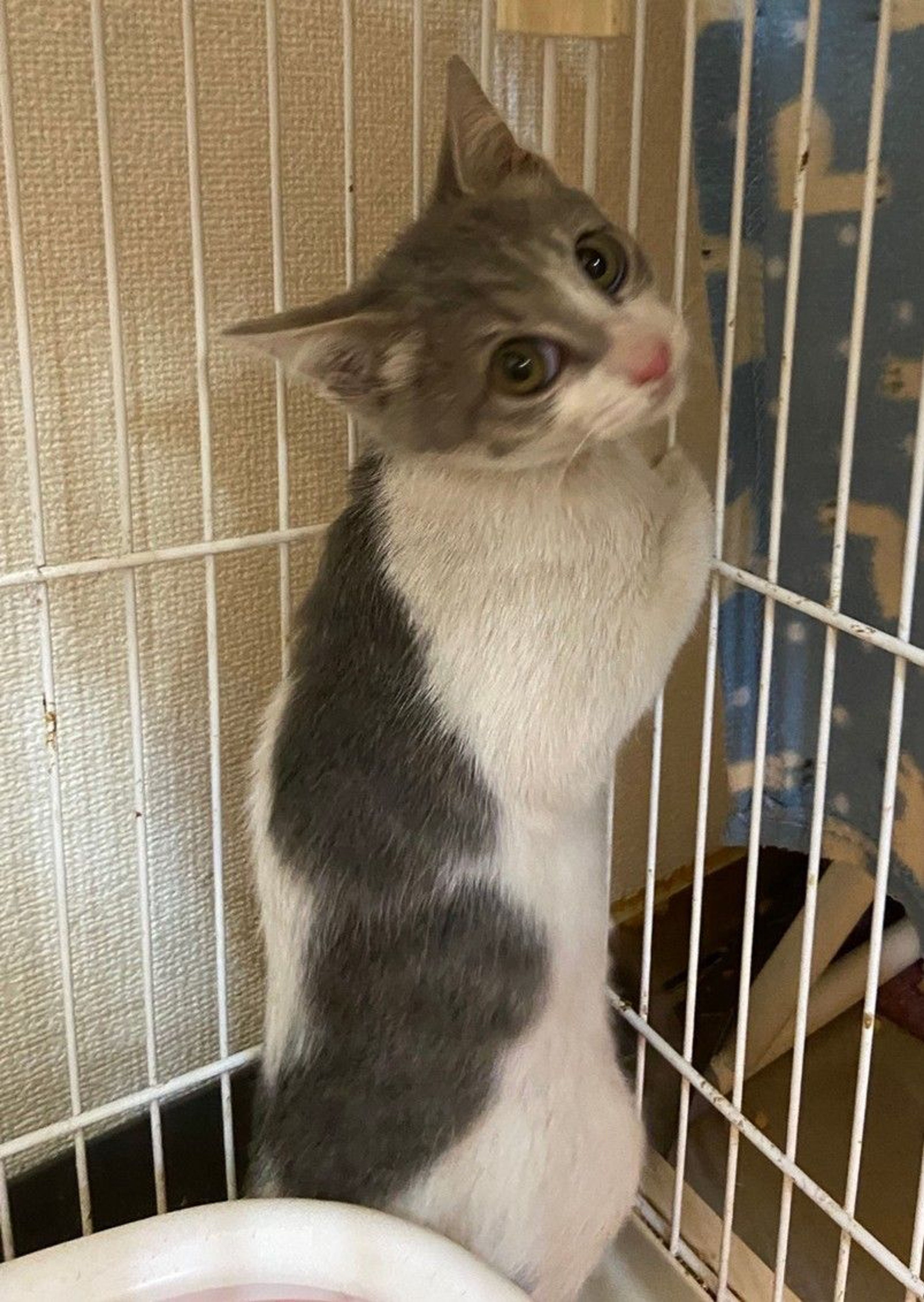 pet-image-3