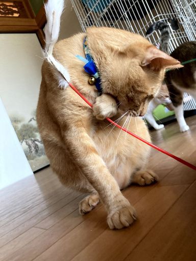 チャチャの写真