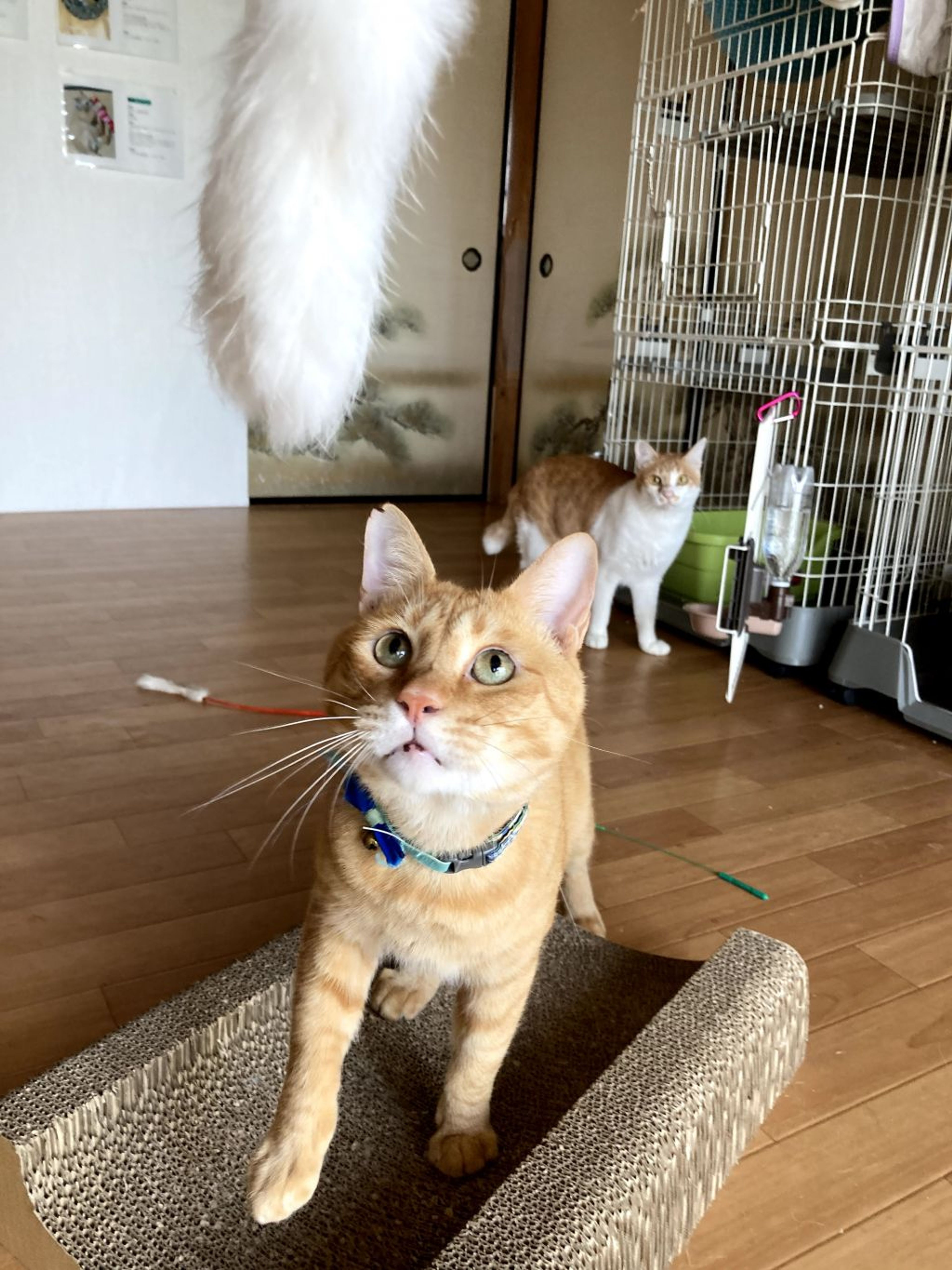 pet-image-2