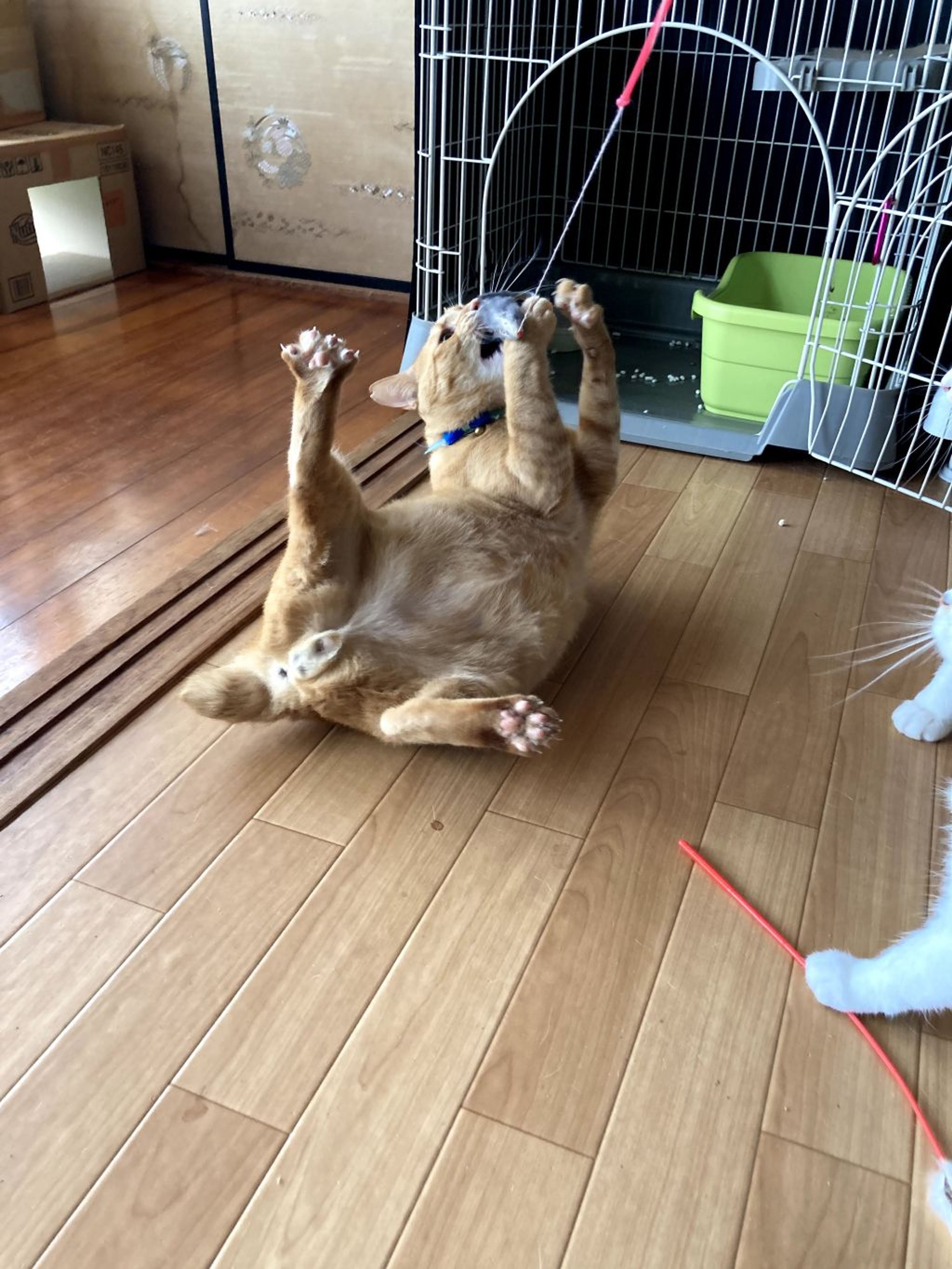 pet-image-3