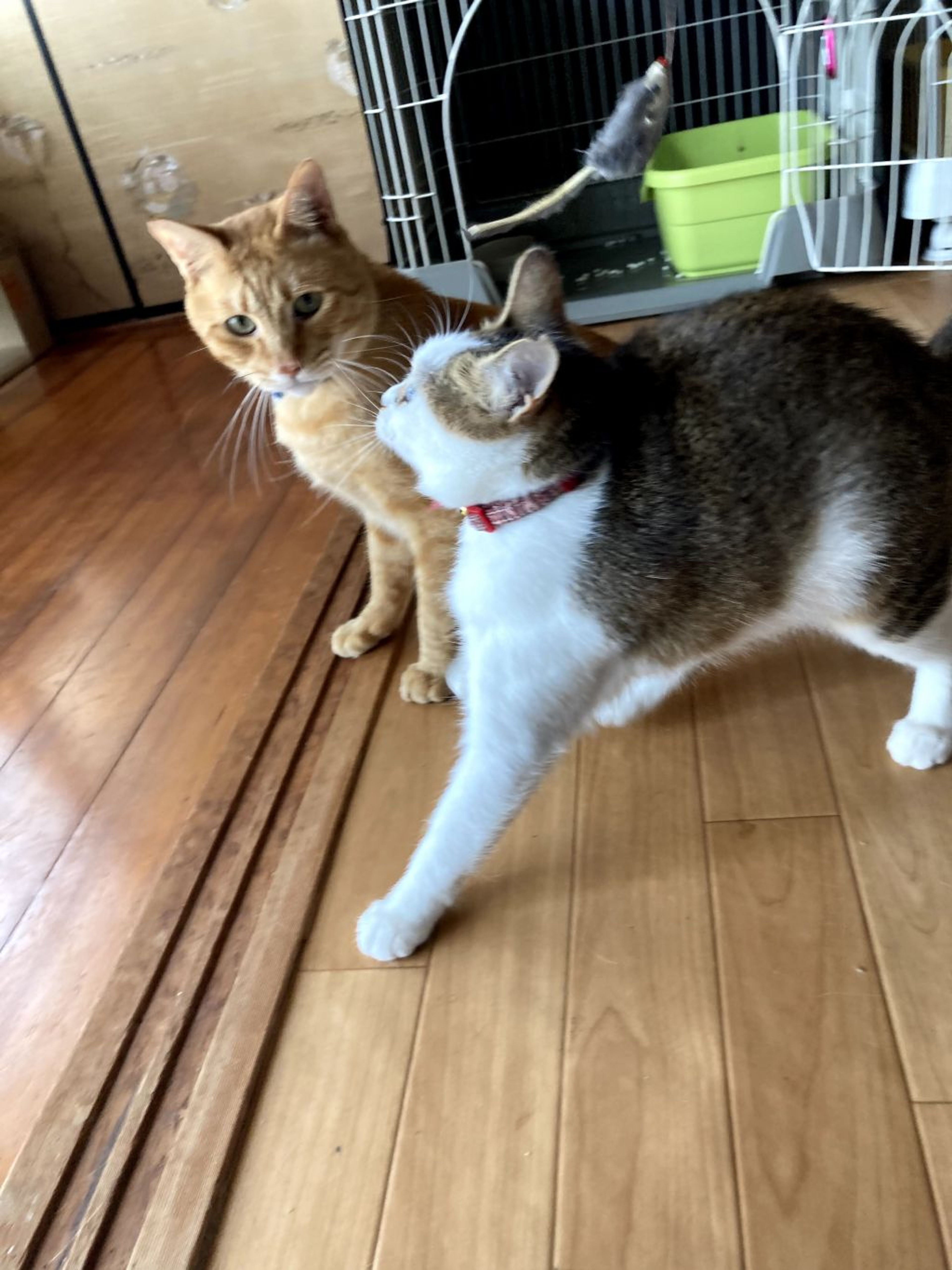 pet-image-4