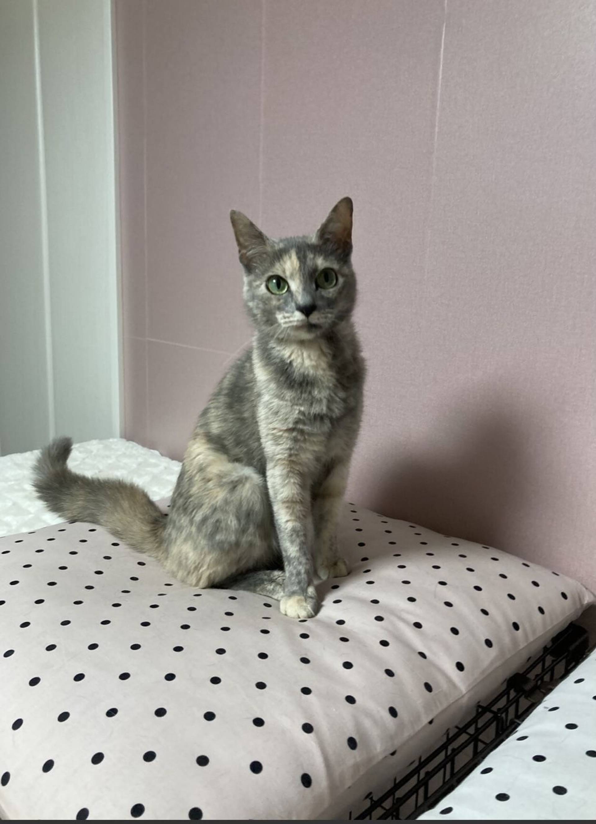 雑種（ミックス猫）・メスの里親募集の写真