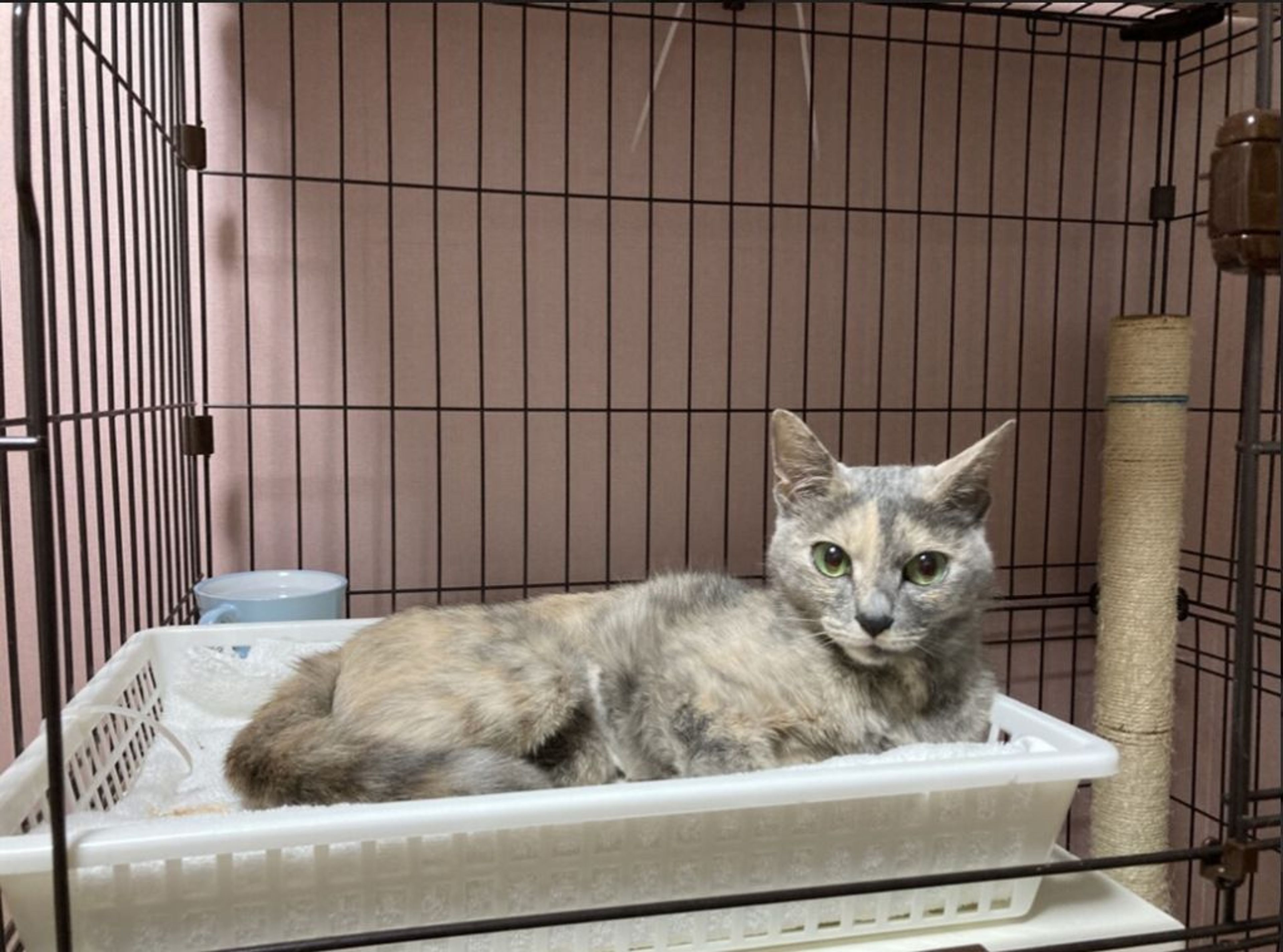pet-image-4