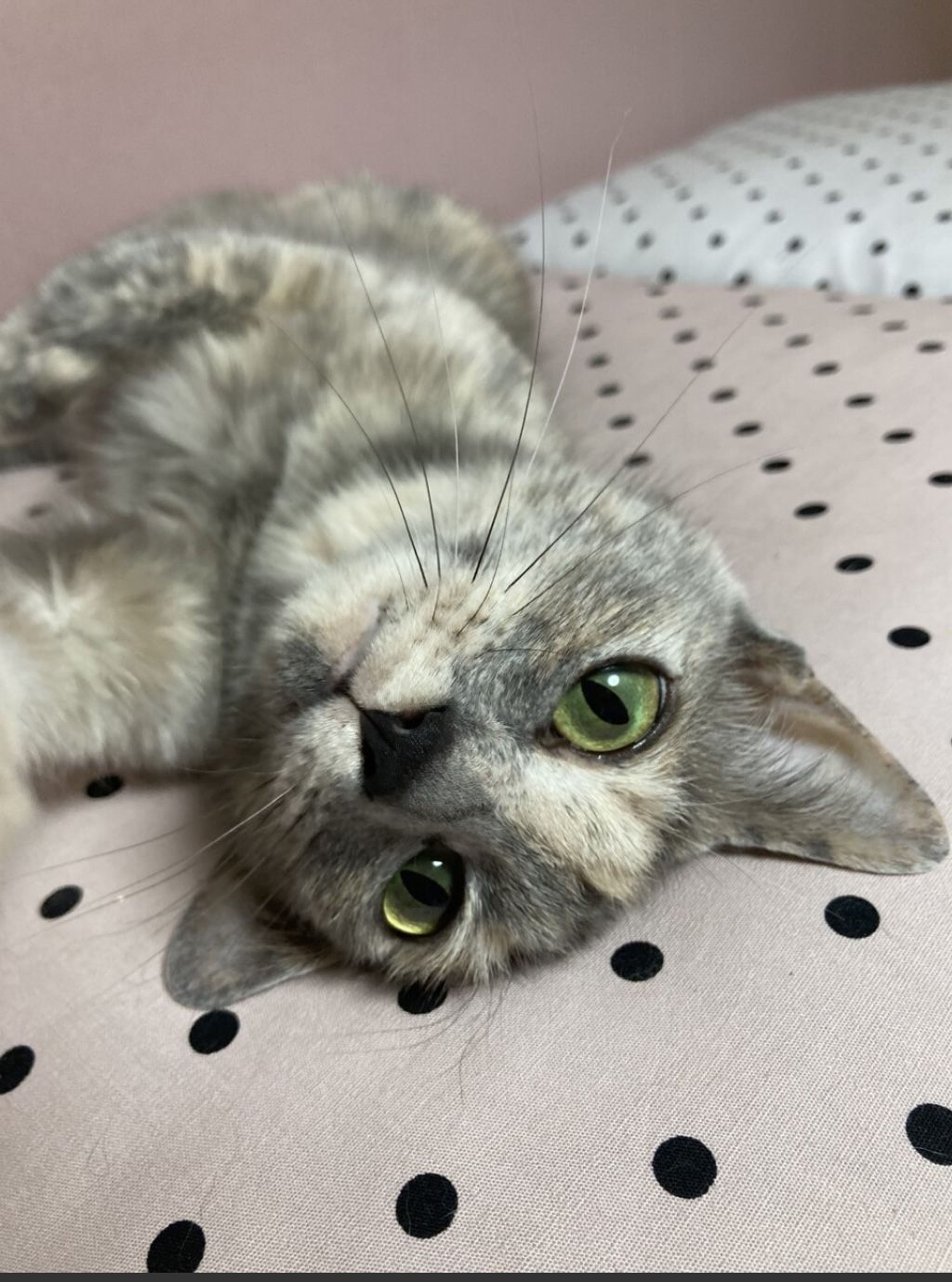 pet-image-5