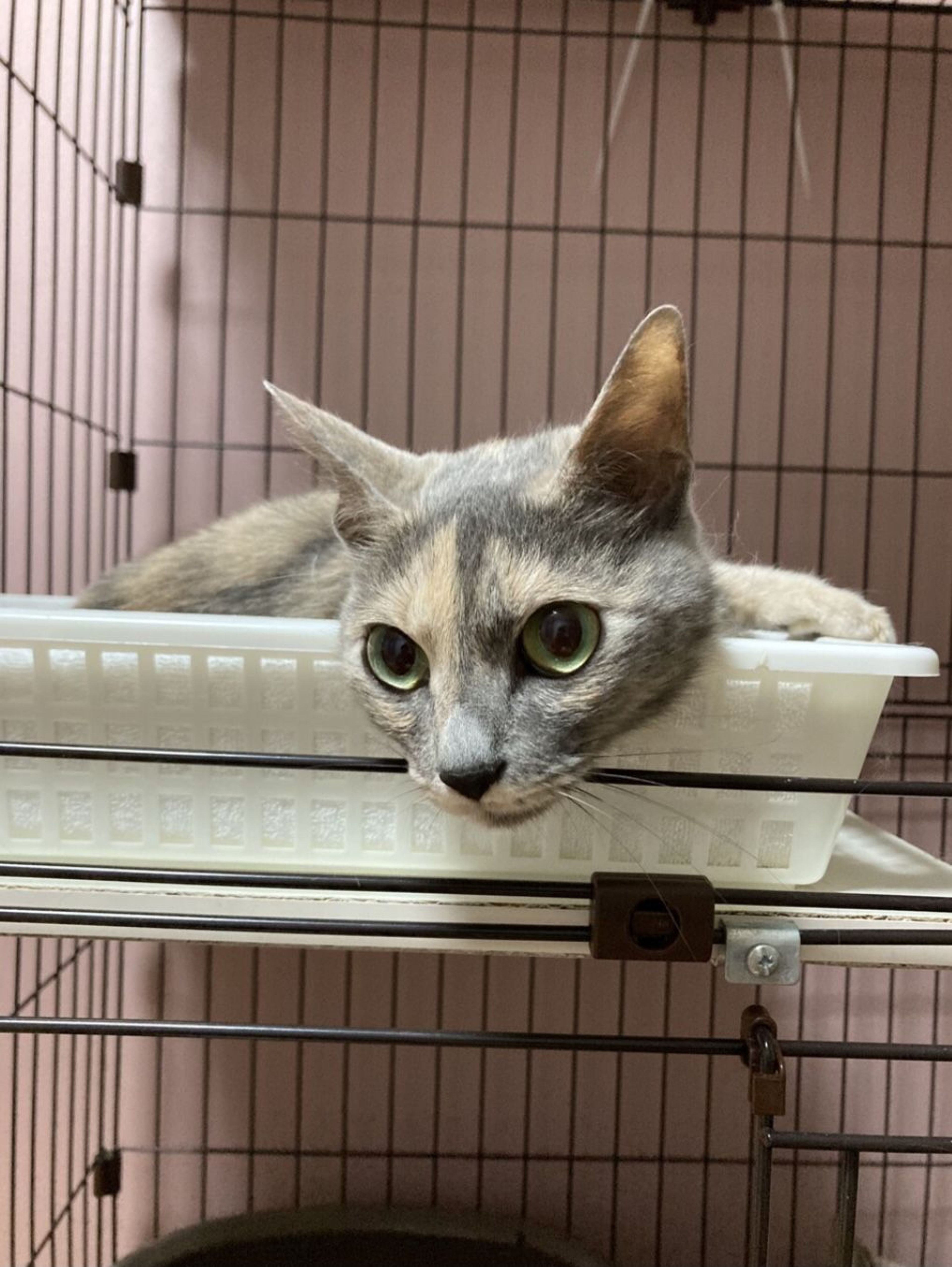 pet-image-6