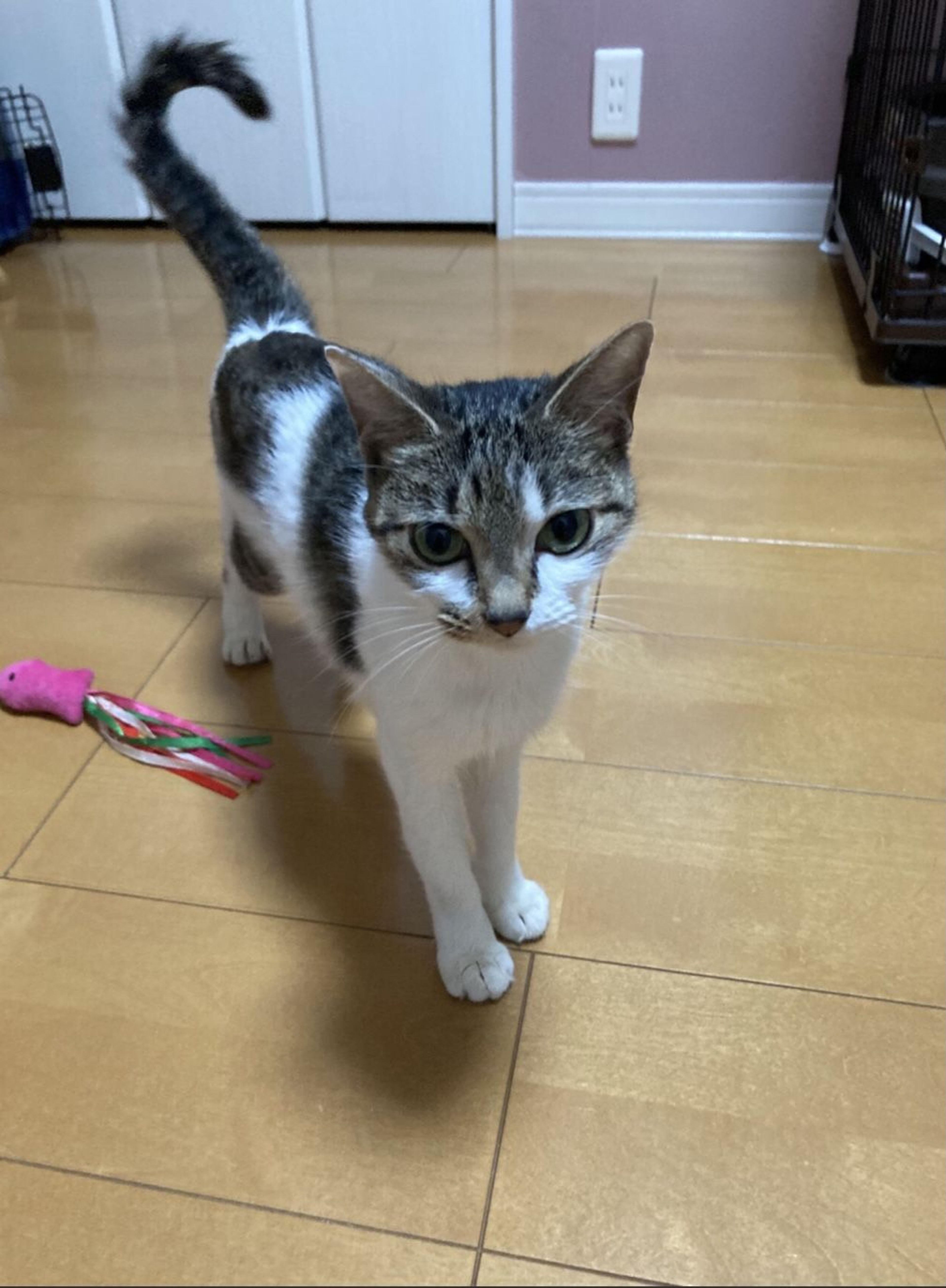 雑種（ミックス猫）・メスの里親募集の写真