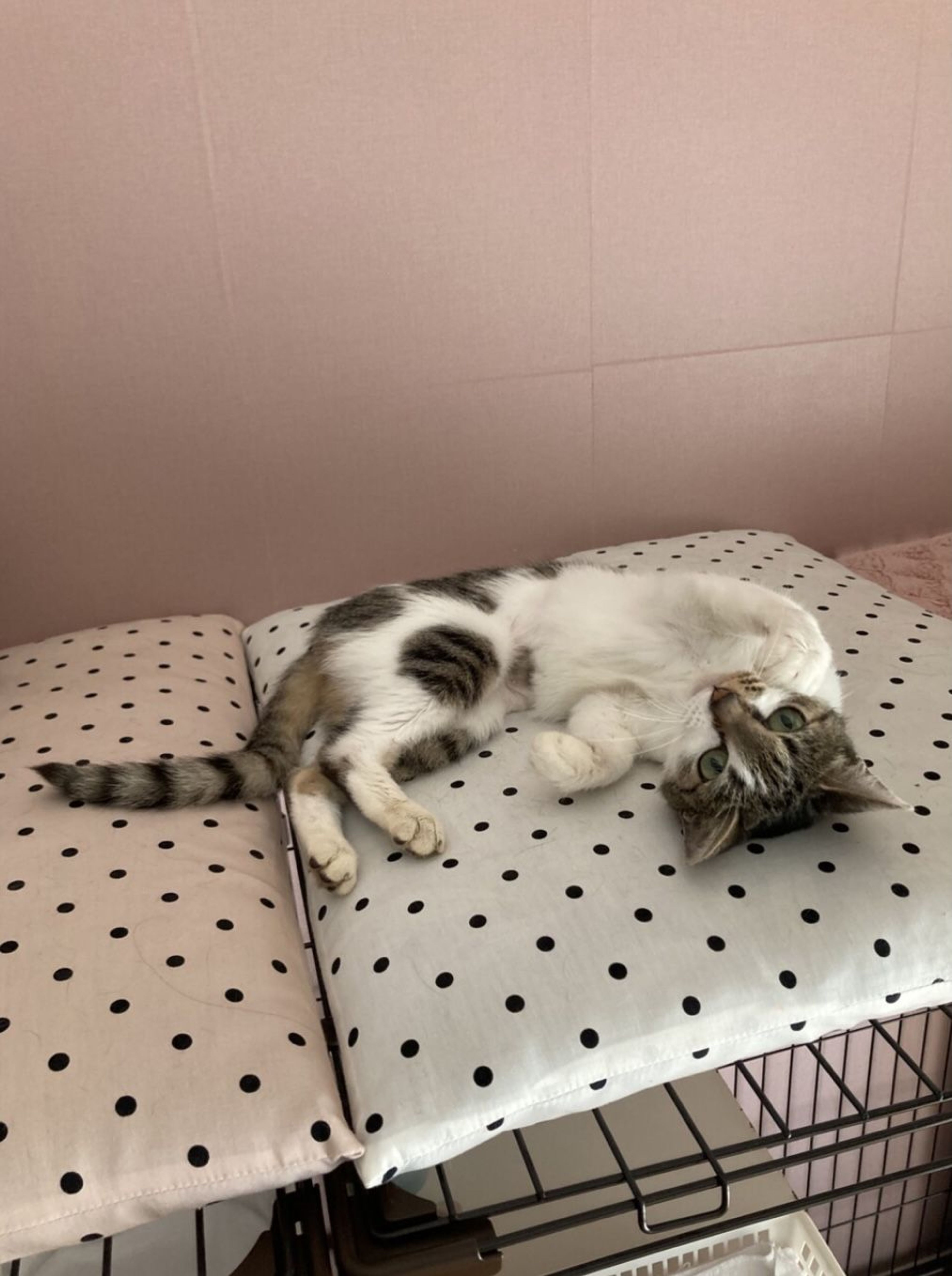 pet-image-2