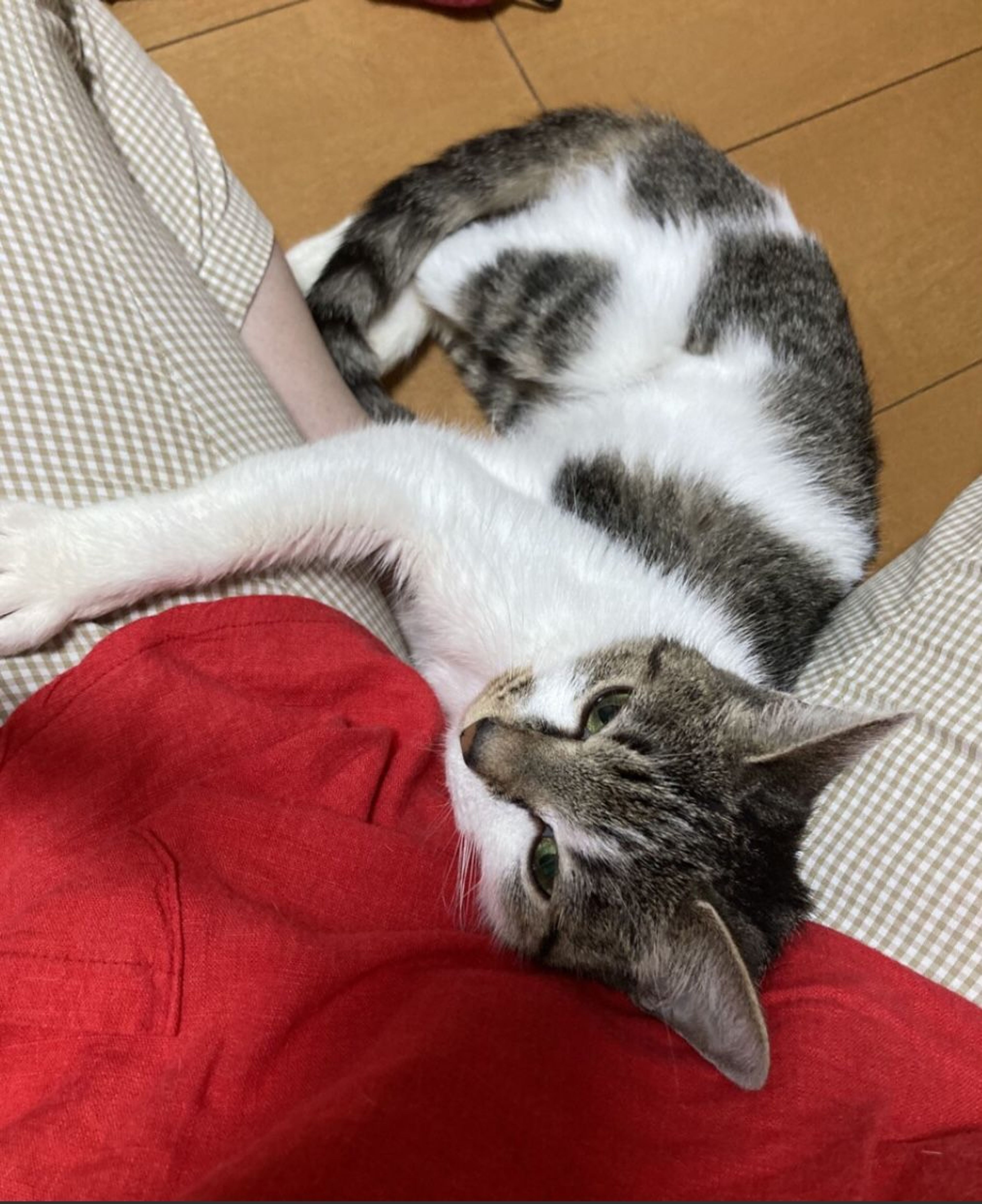 pet-image-4