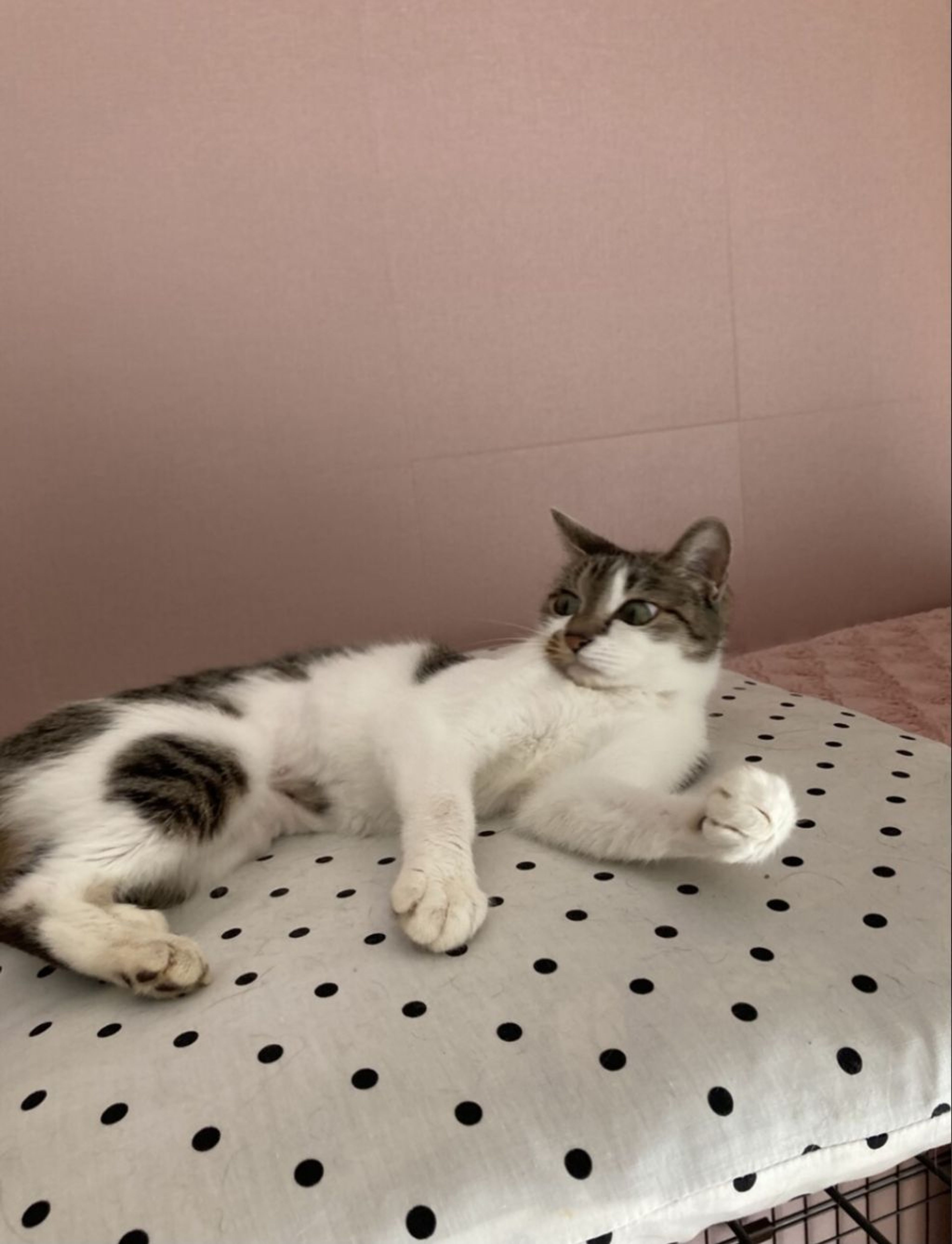 pet-image-7