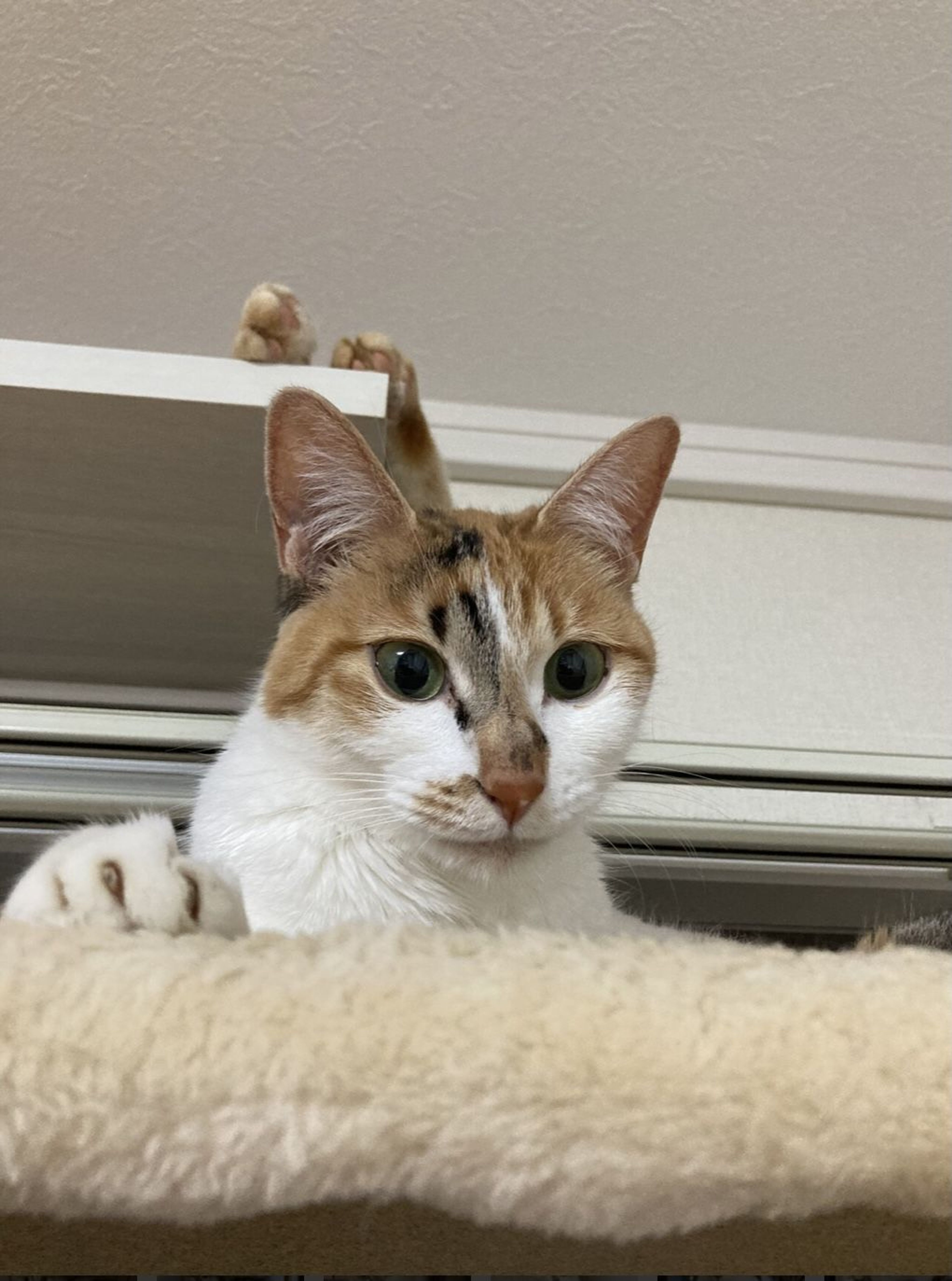 雑種（ミックス猫）・メスの里親募集の写真