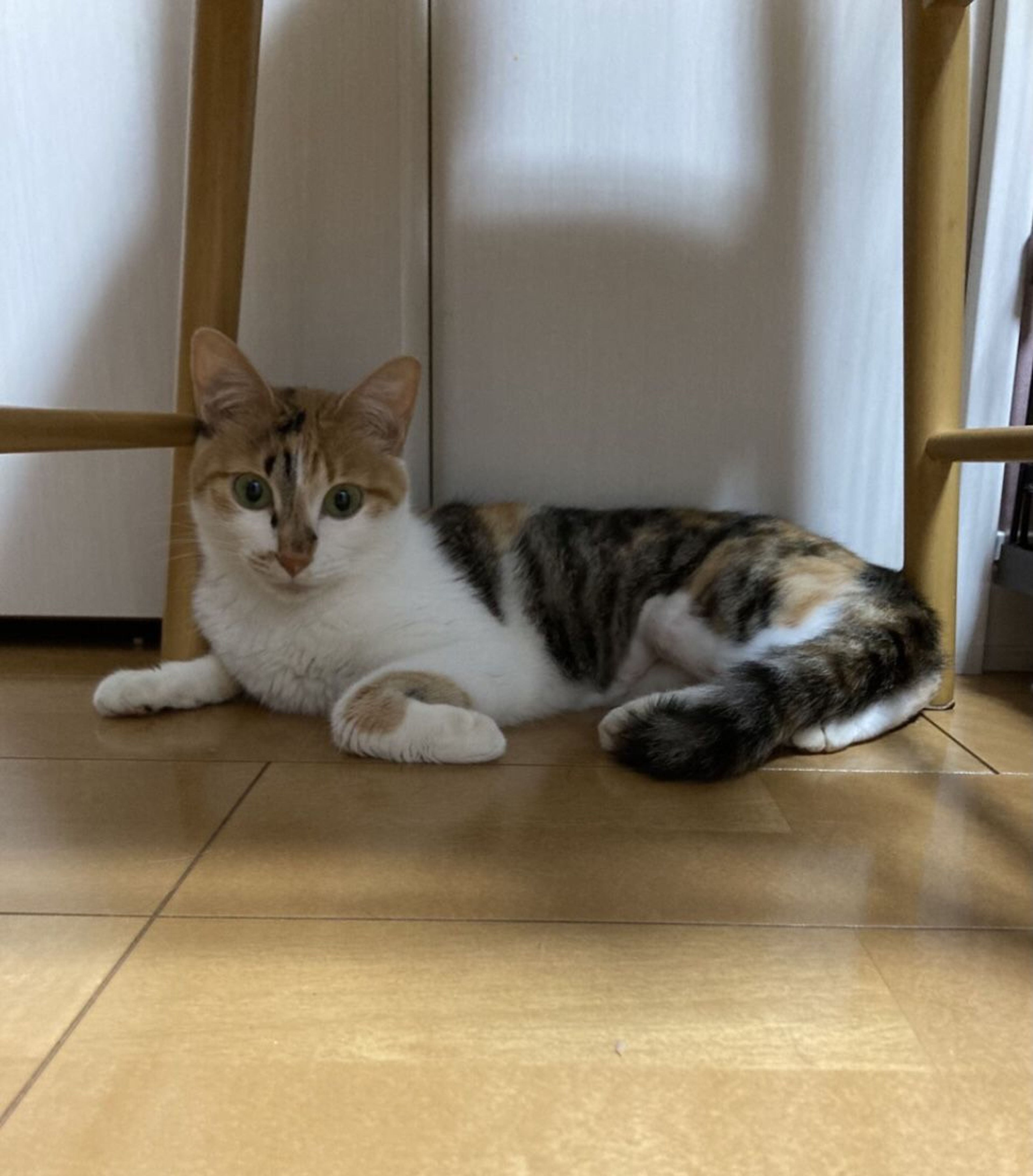 pet-image-3