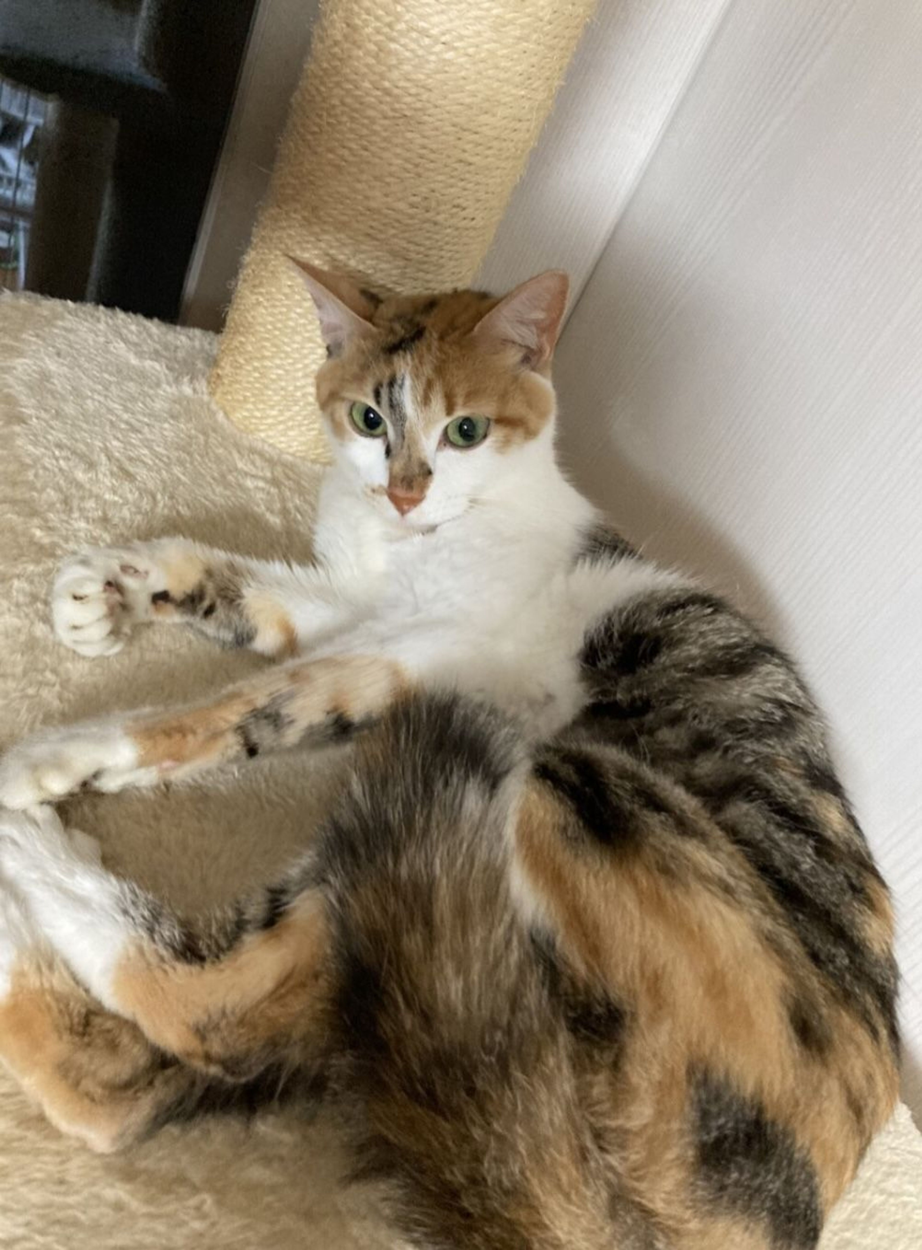 pet-image-4