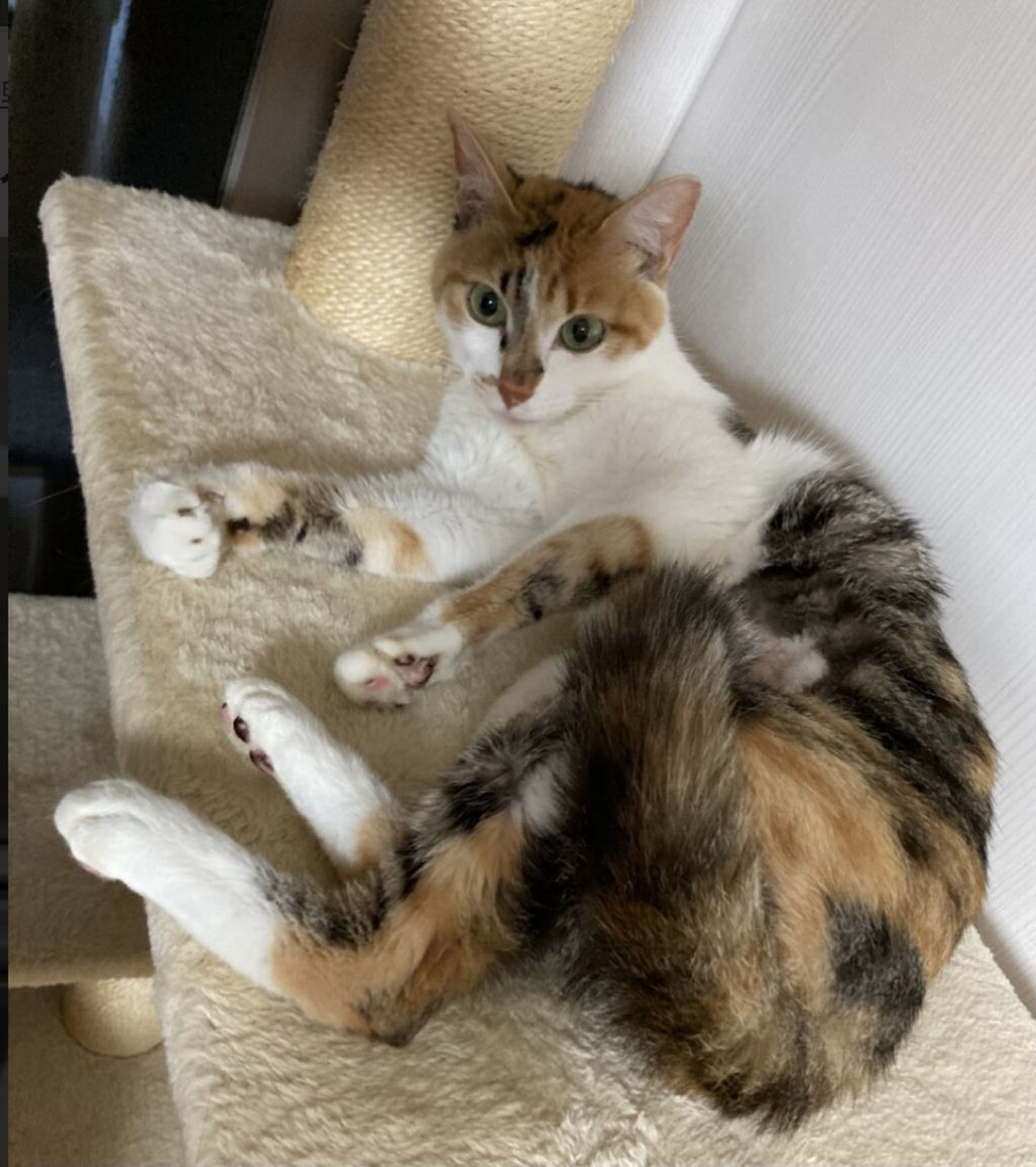 pet-image-6