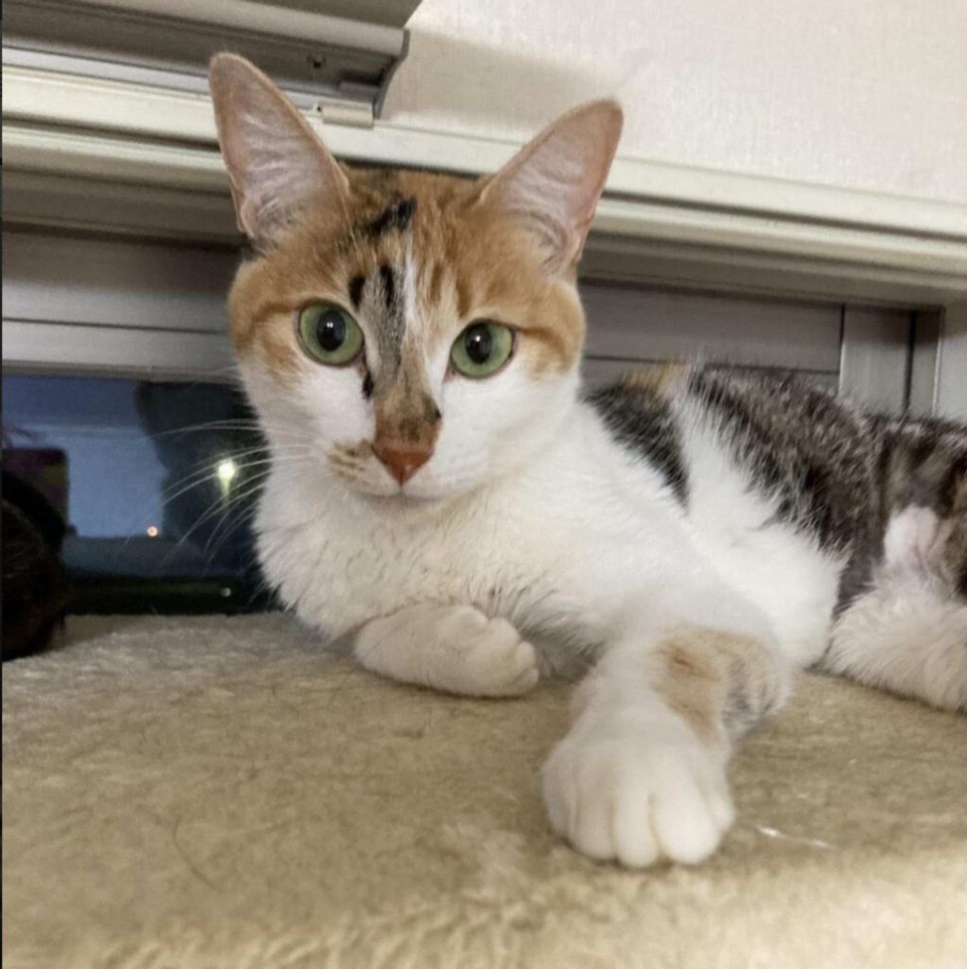 pet-image-7
