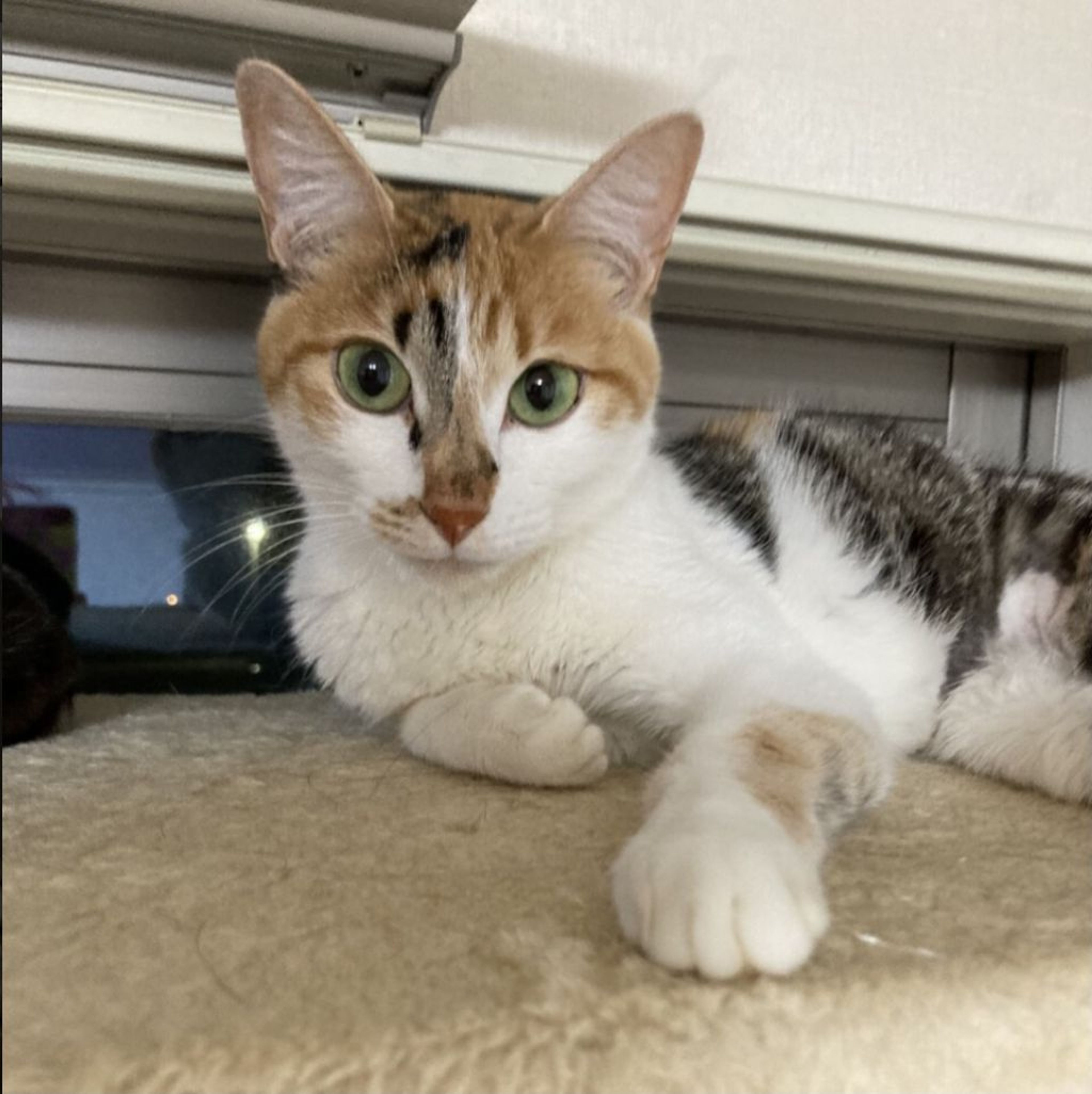 pet-image-7
