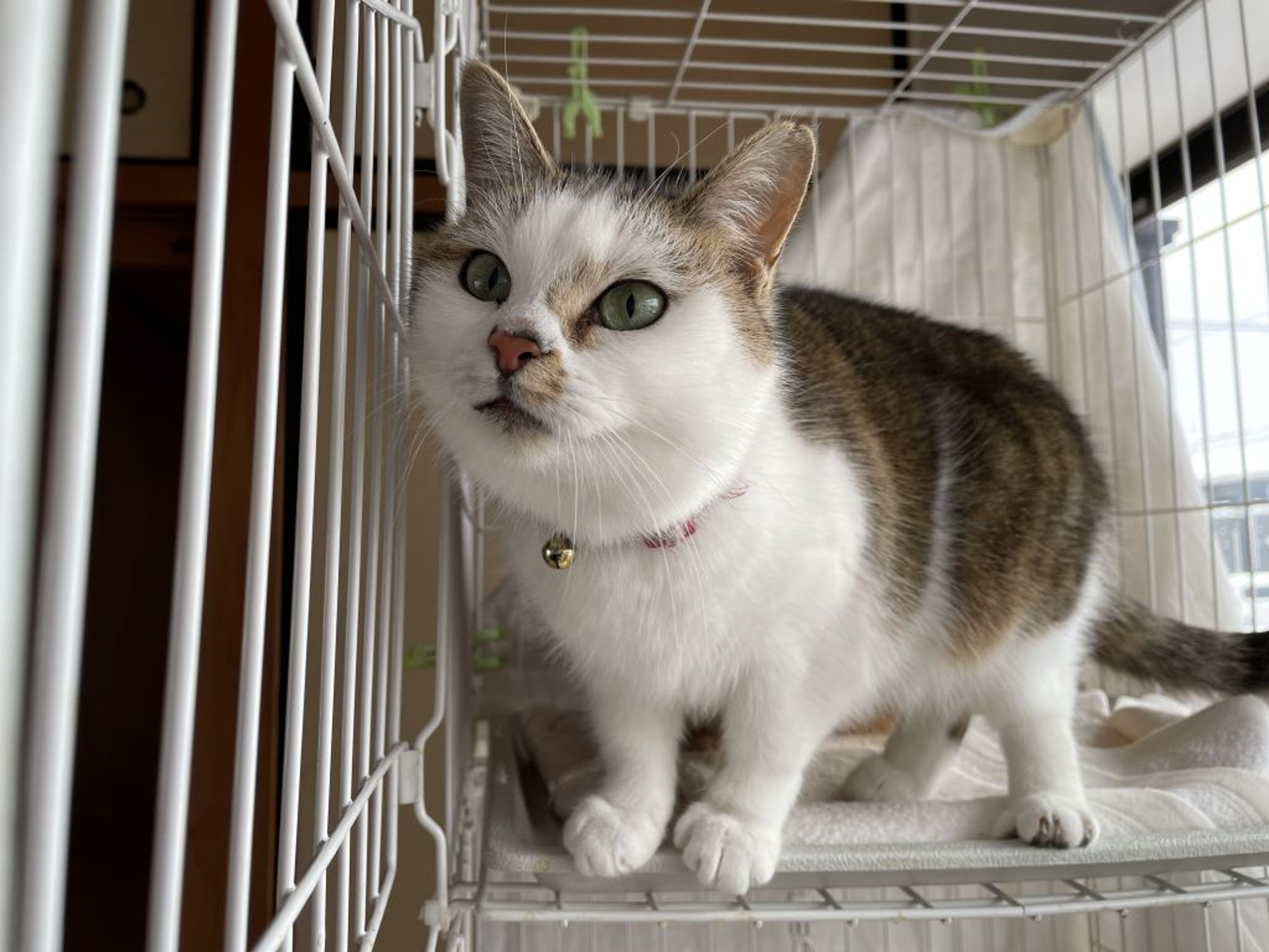 雑種（ミックス猫）・メスの里親募集の写真