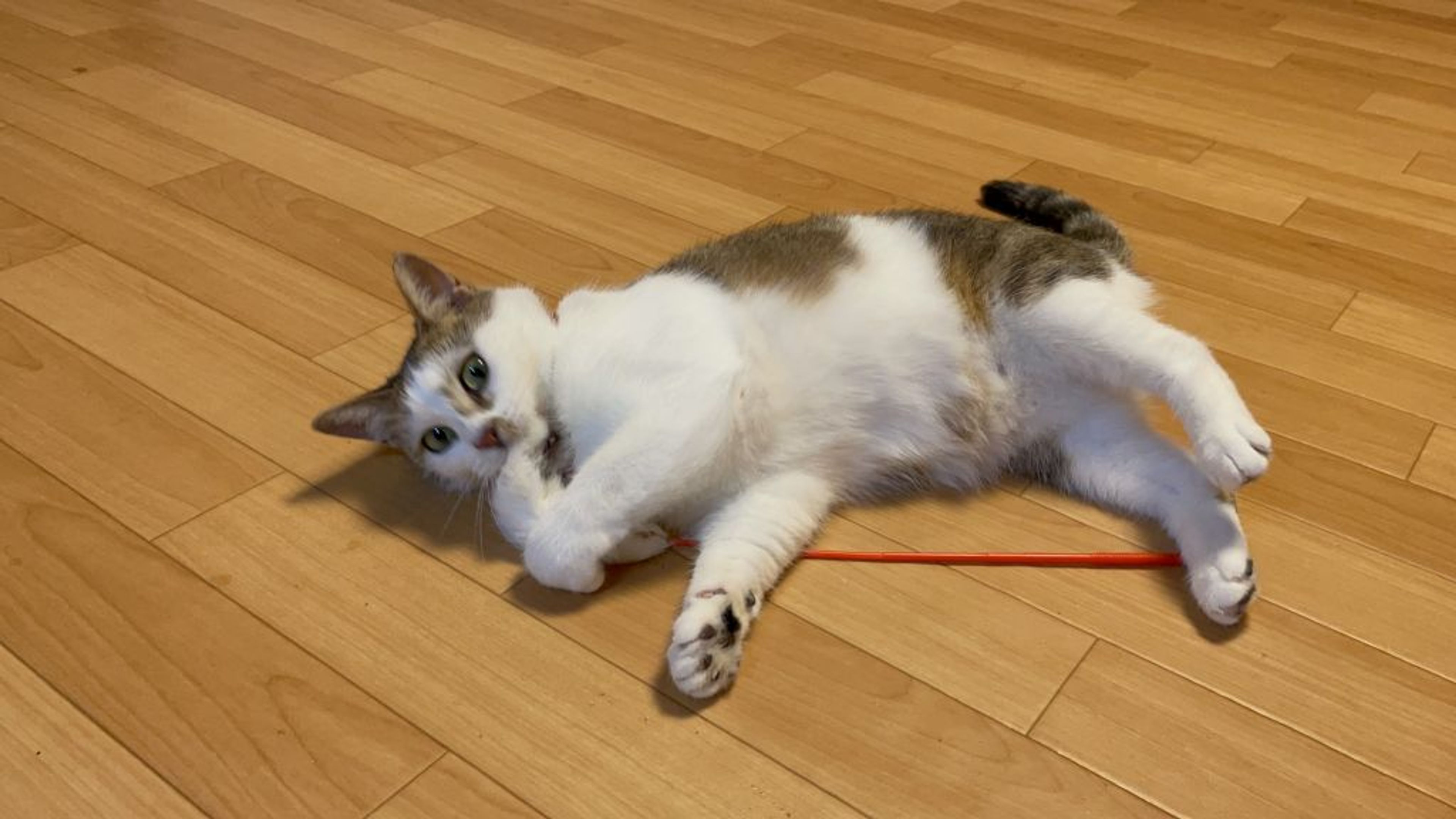 pet-image-3