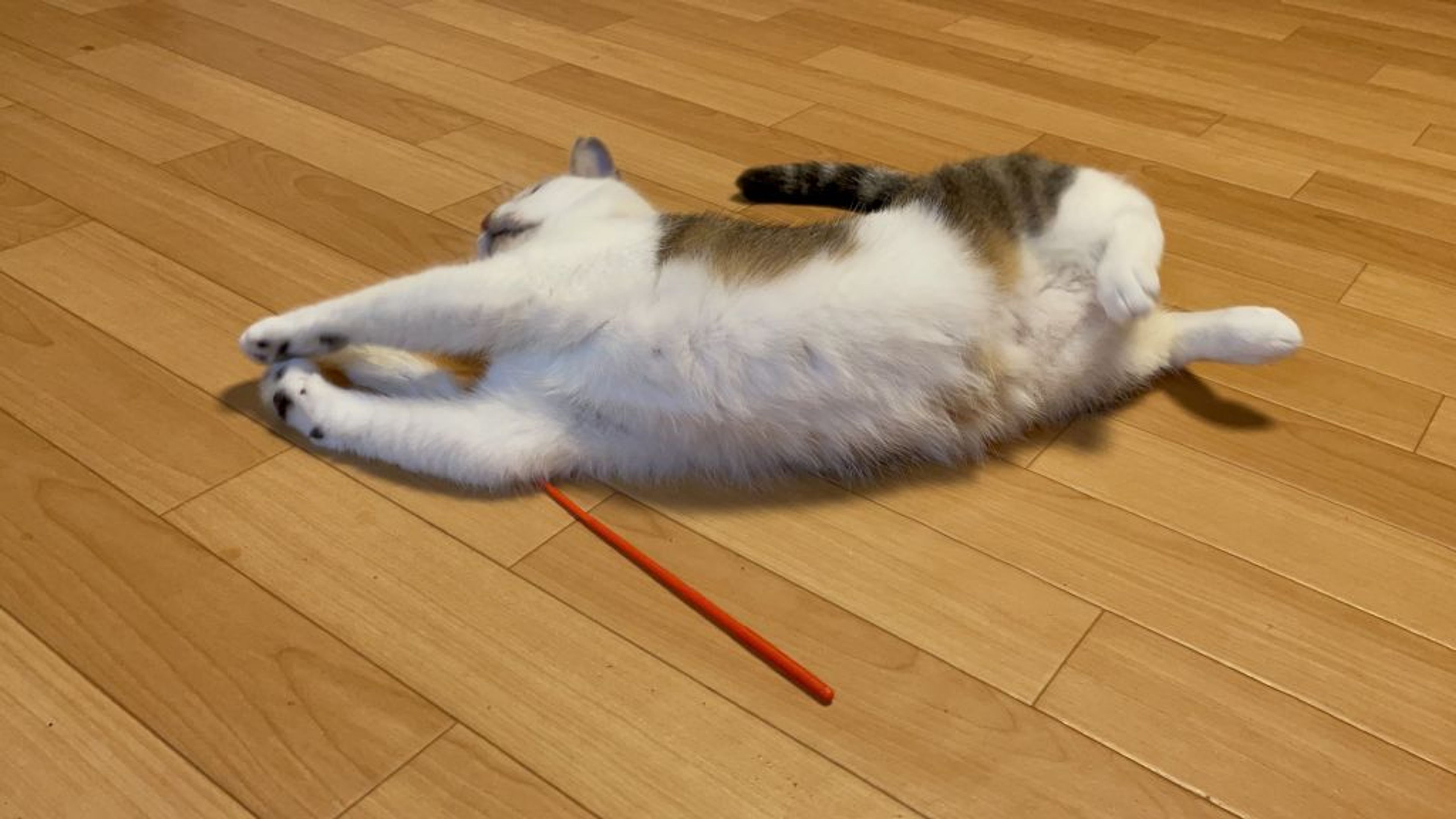 pet-image-4