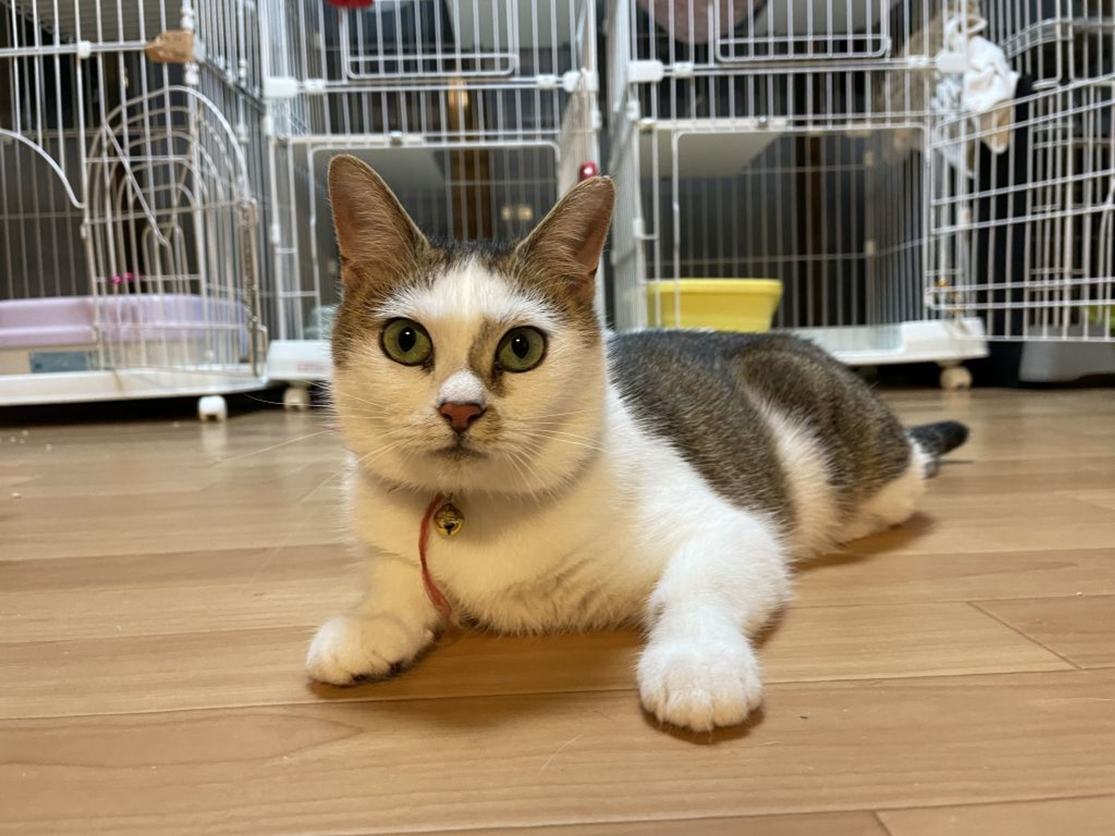 pet-image-5